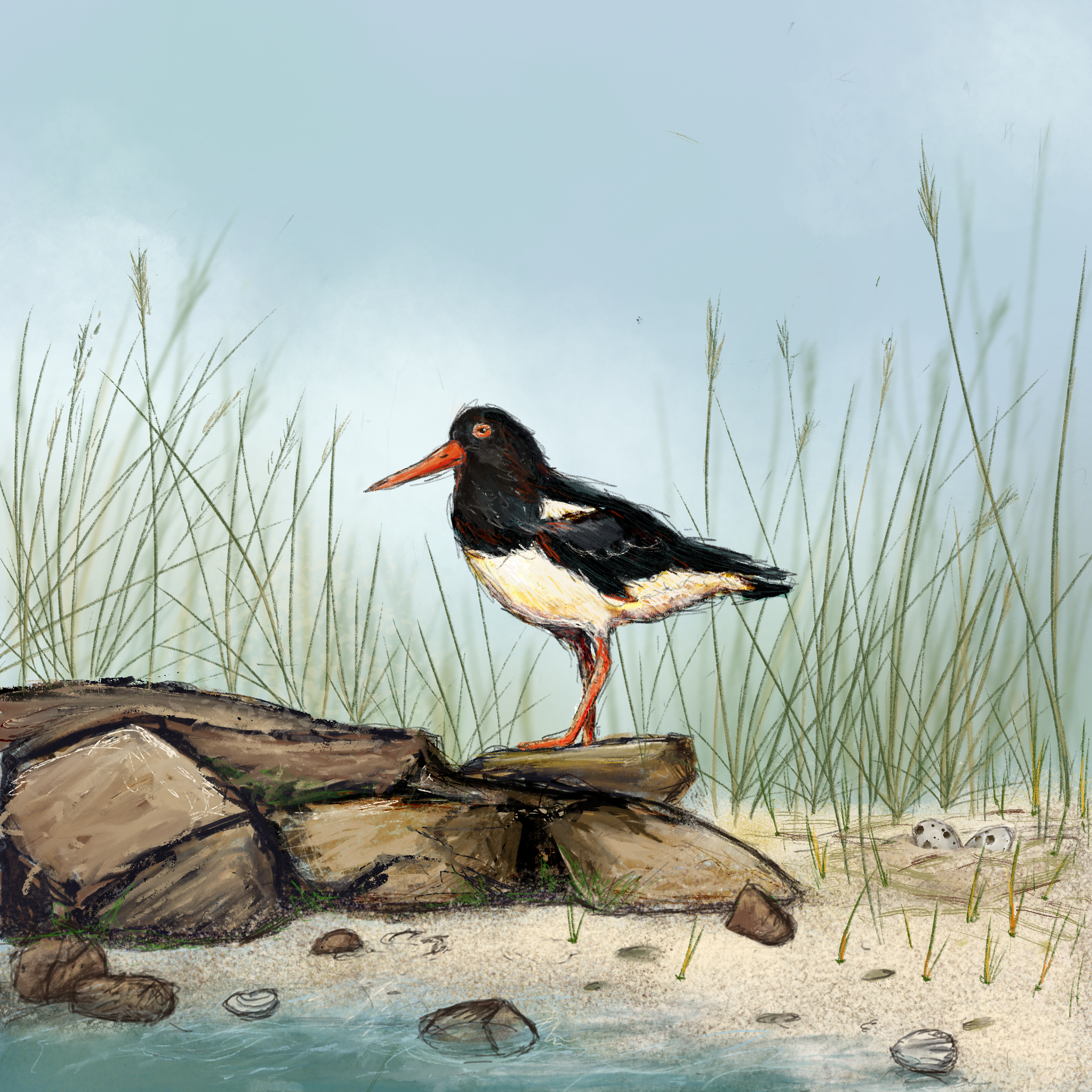 Australian Pied Oystercatcher