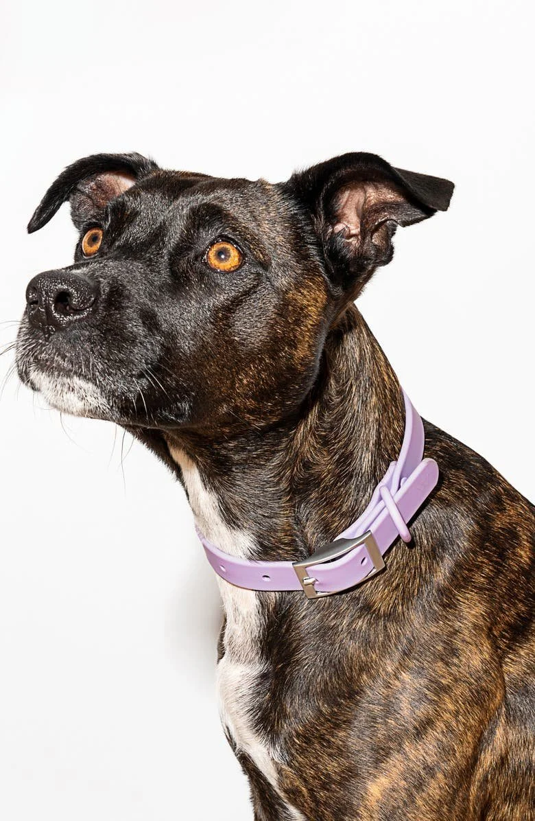 All-Weather Dog Collar by Wild One