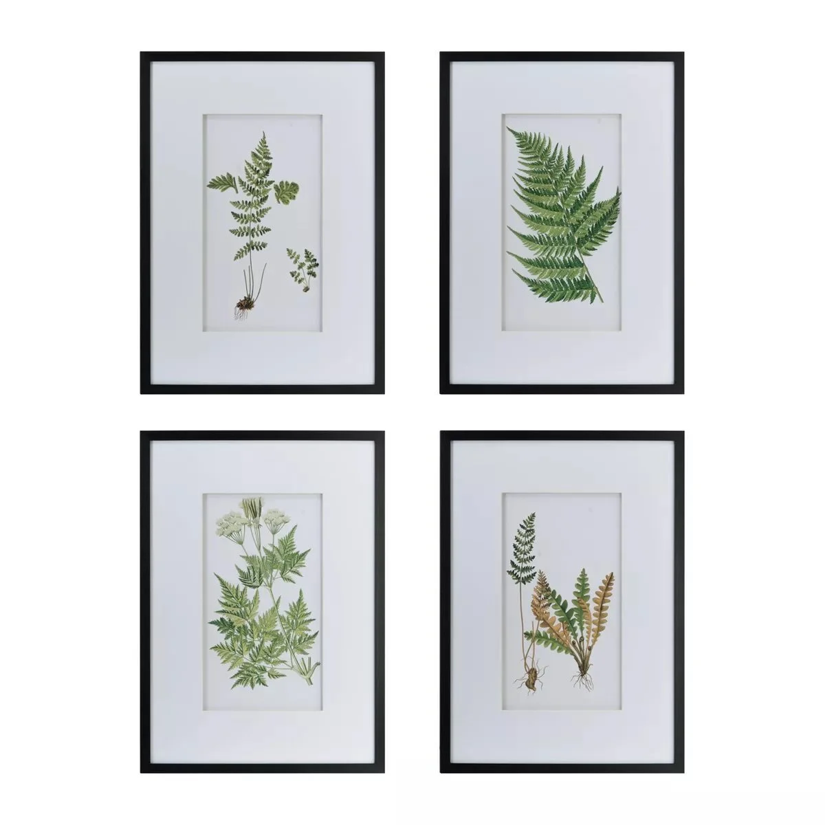 20" x 28" Botanical Fern Wall Art Black/White