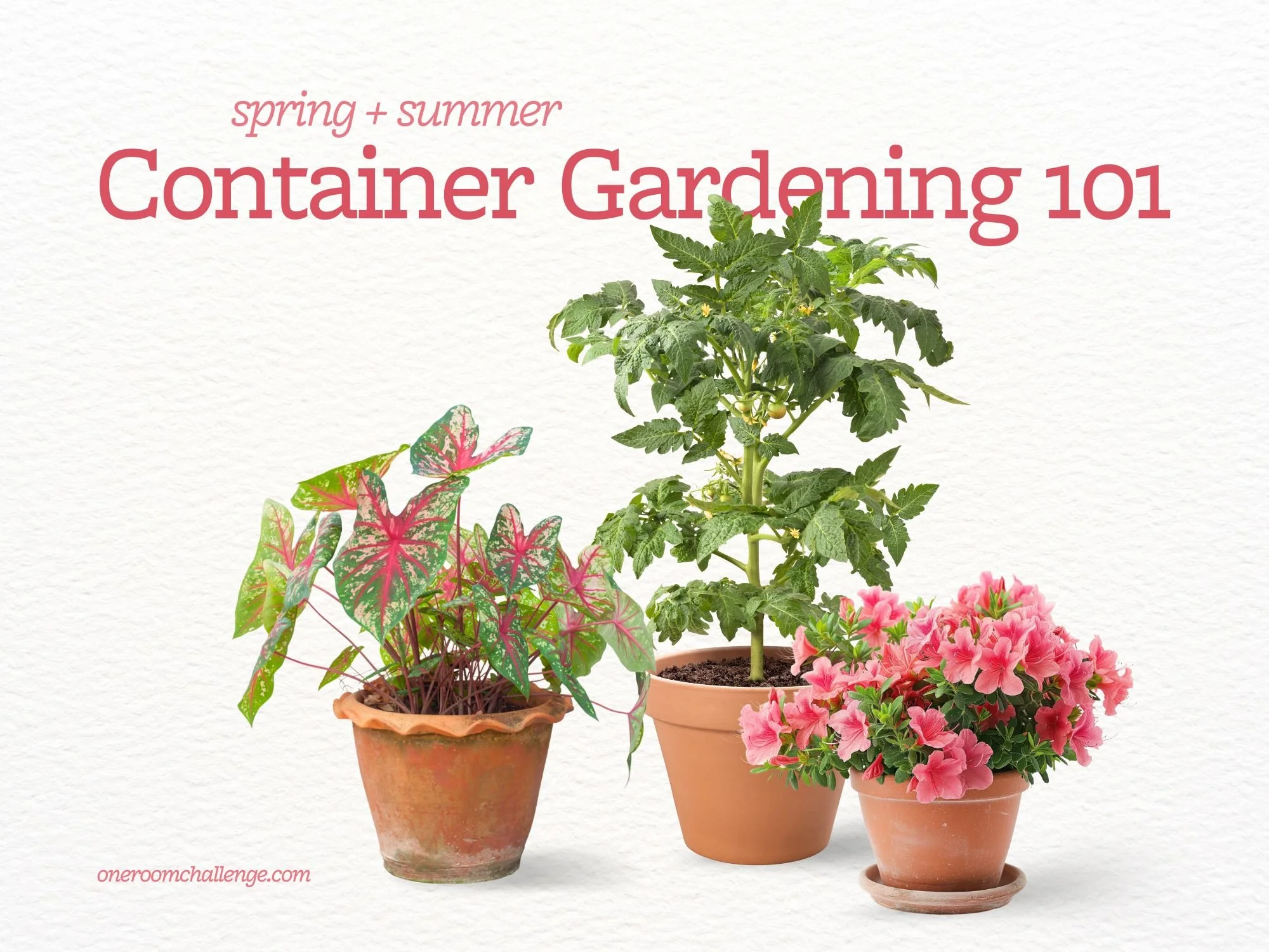 Container Gardening for a Vibrant Spring and Summer