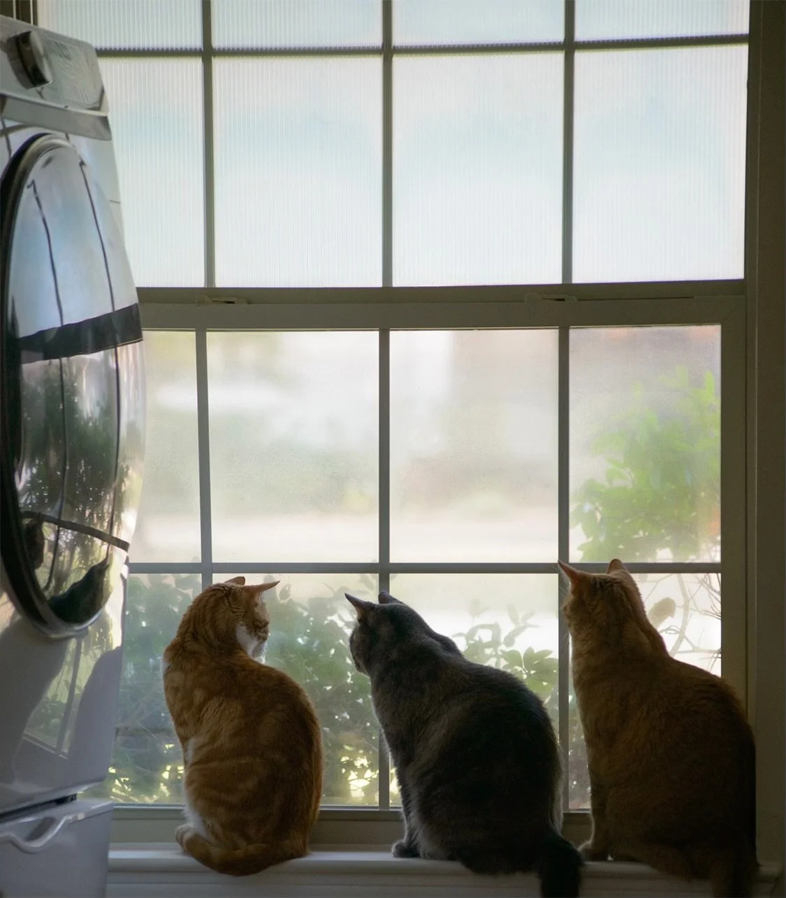 3 cats in laundry room.jpg