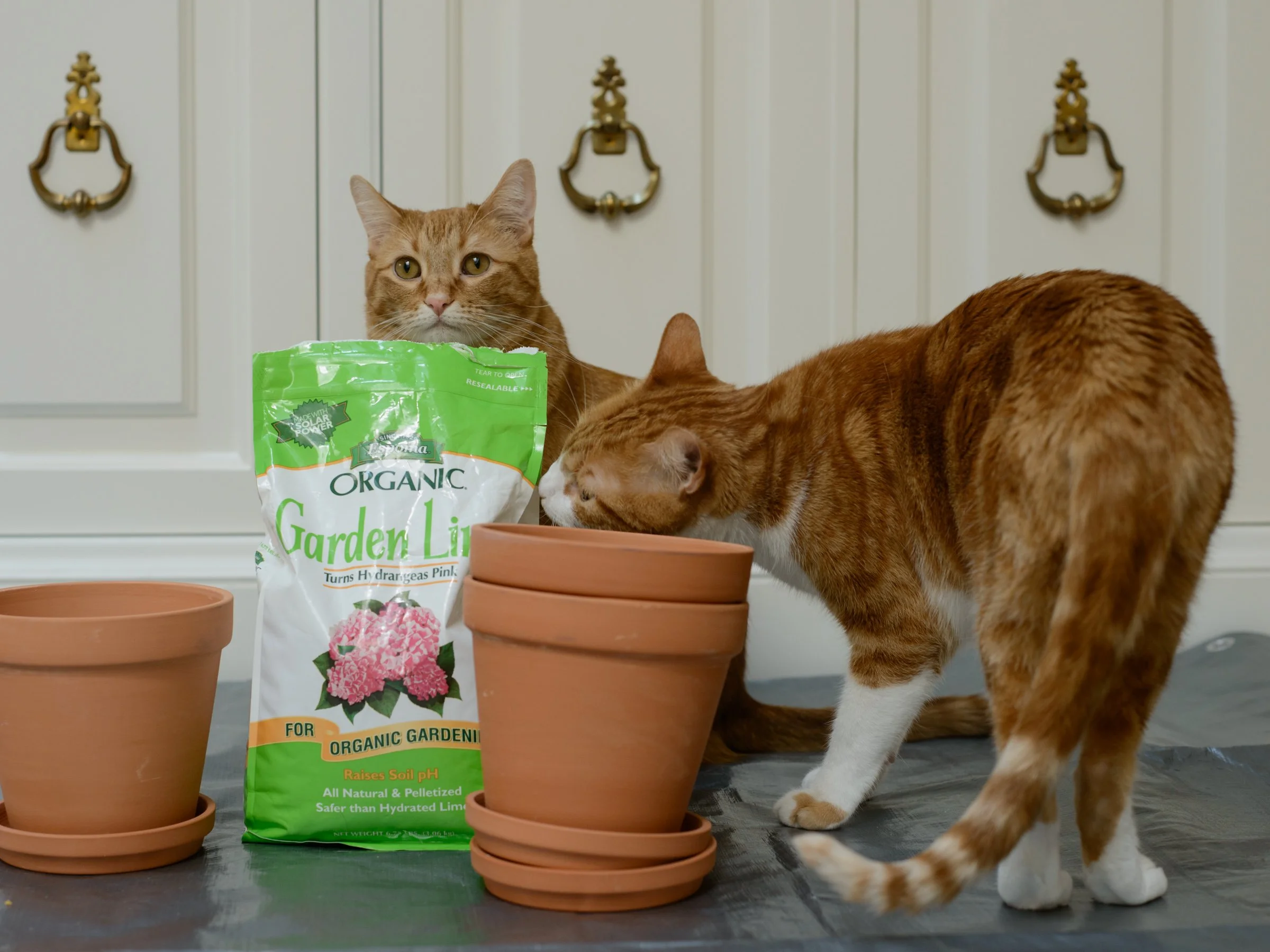 How to Make Terracotta Pots Look Authentically Aged