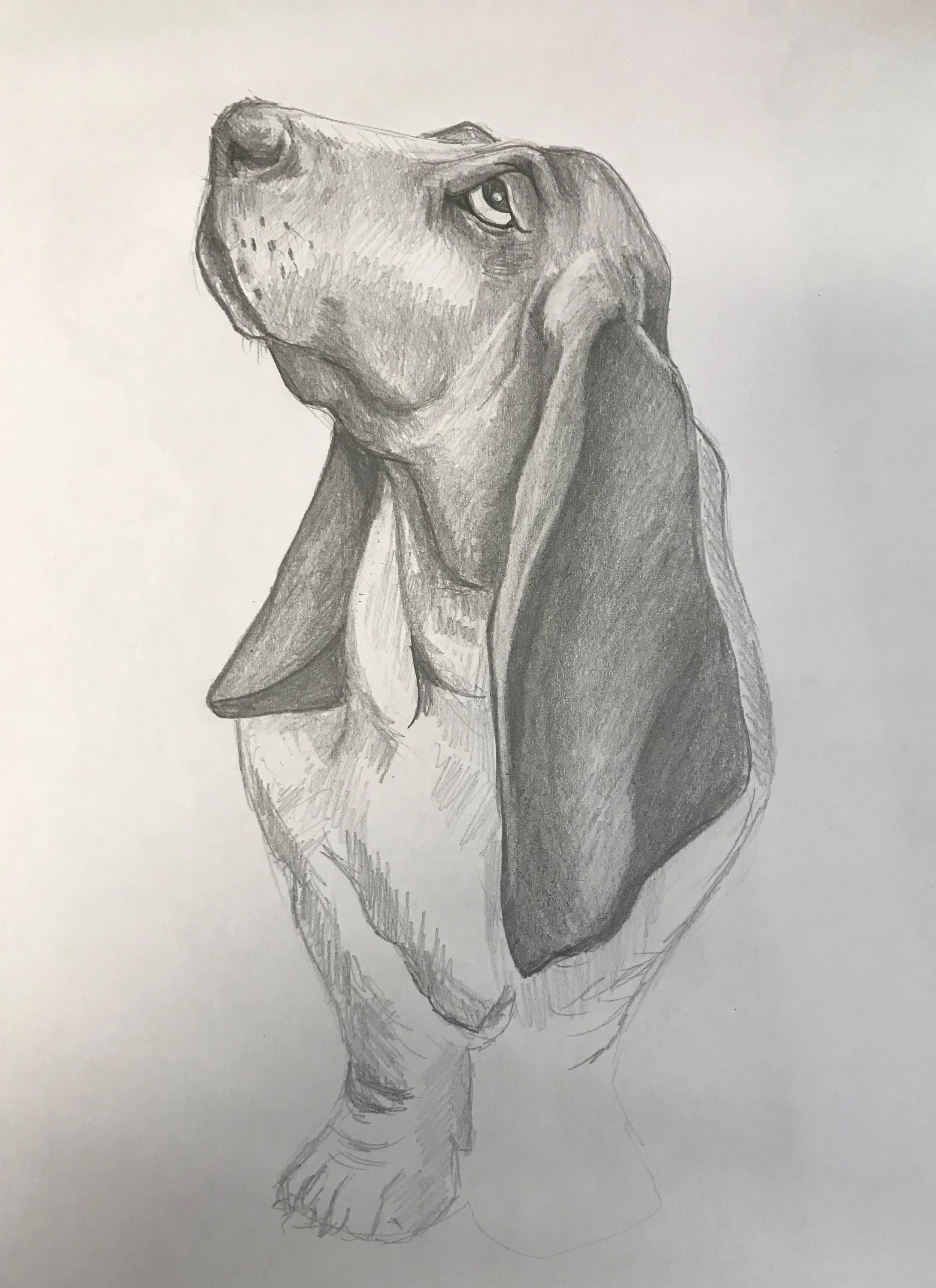 Dogpencildrawing.jpg