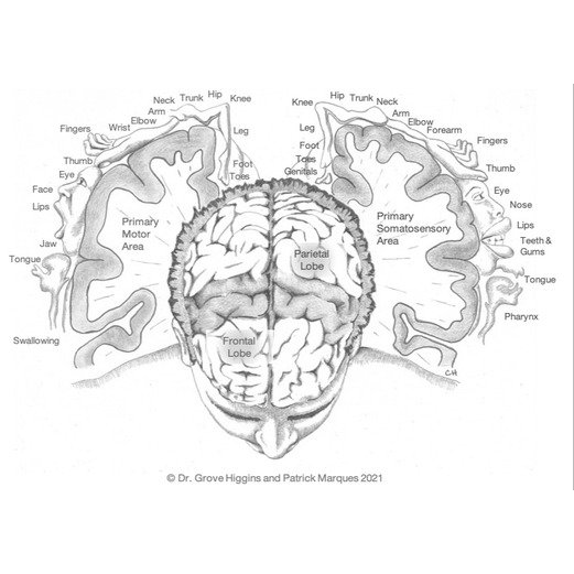 IB Psychology Anki Flashcards — IBKing
