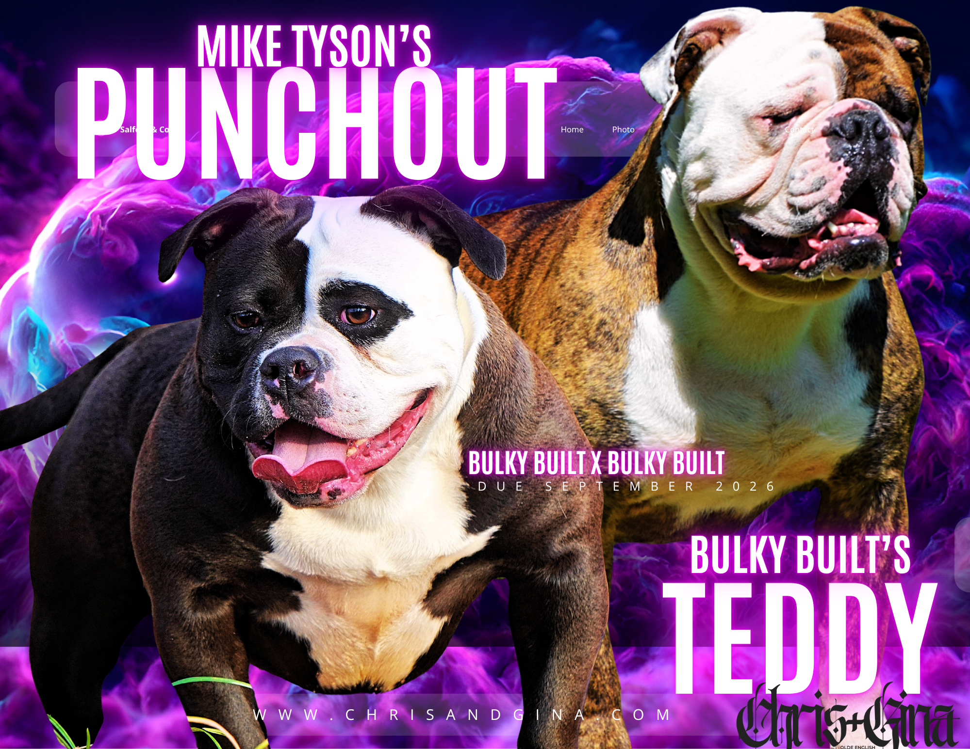Mike Tyson's PUNCHOUT x TEDDY puppies due