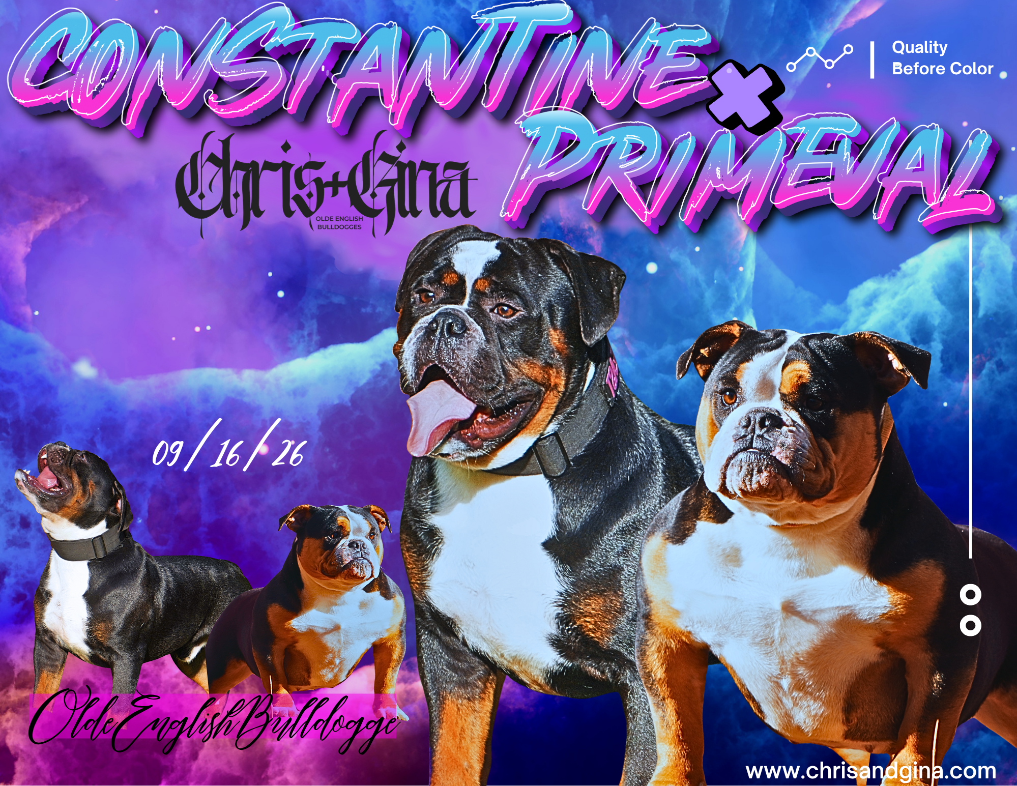 Constantine × Primeval Puppies Due