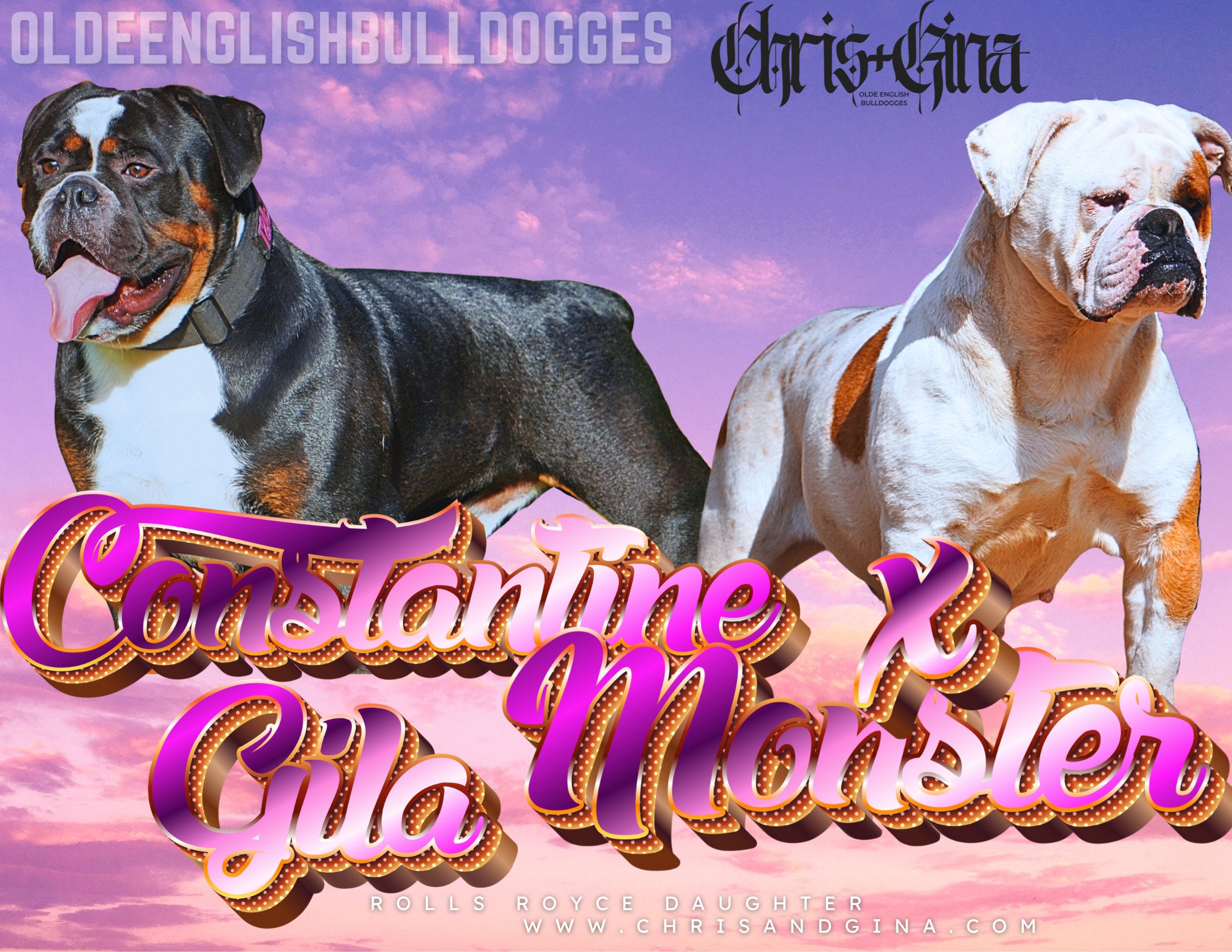 Constantine × Gila Monster Puppies Due