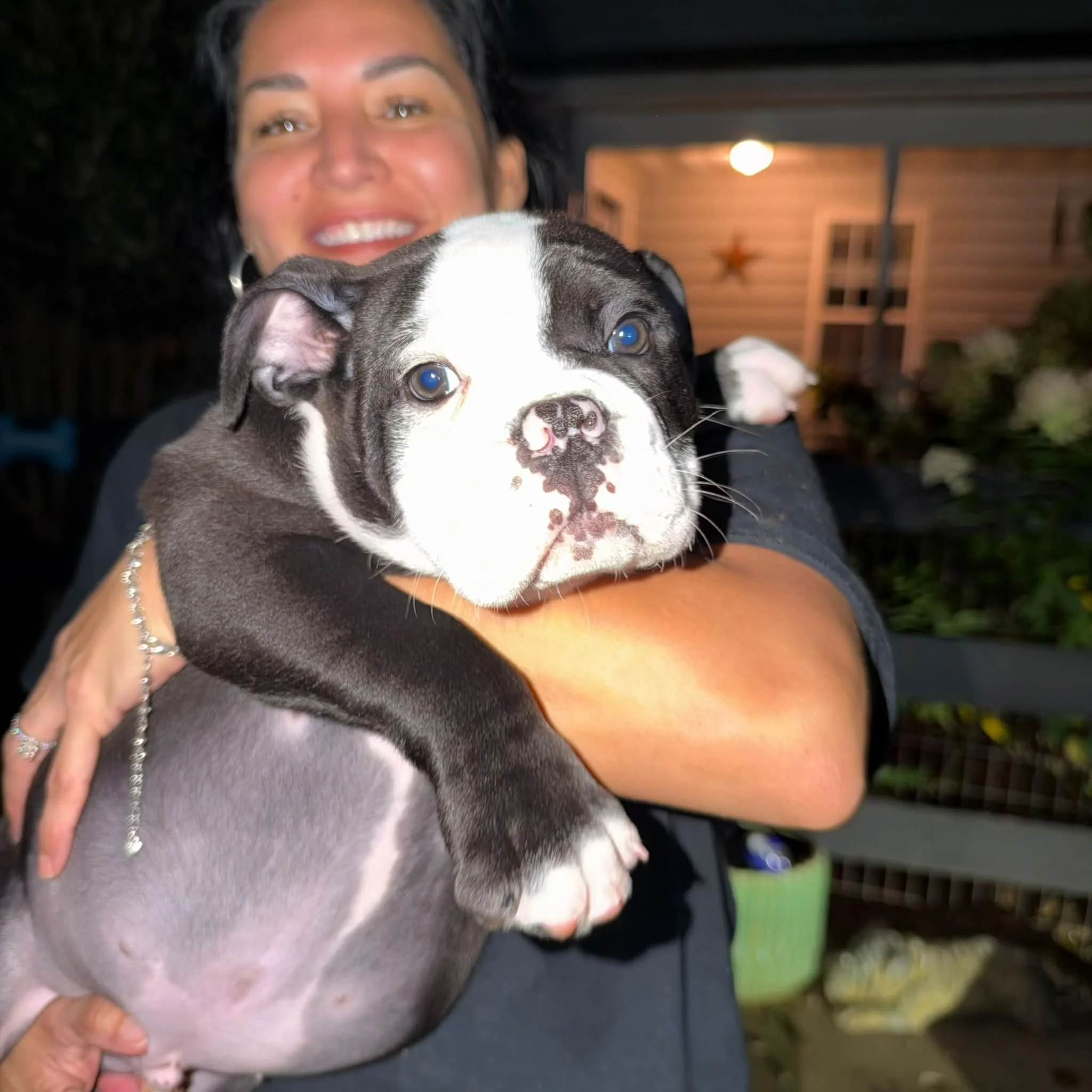 Saints &amp; Sinner&rsquo;s ROHAN left on his quest at 4:30am 💫🫧🖤🐶💖✨🪄🦬 it was a surprise but now Momma knows 🫶🥹🙏

What a lucky DOGGE! I&rsquo;ve been talking to your parents for sometime! They&rsquo;ve waited  so long for YOU 🖤

Ch Bulky B
