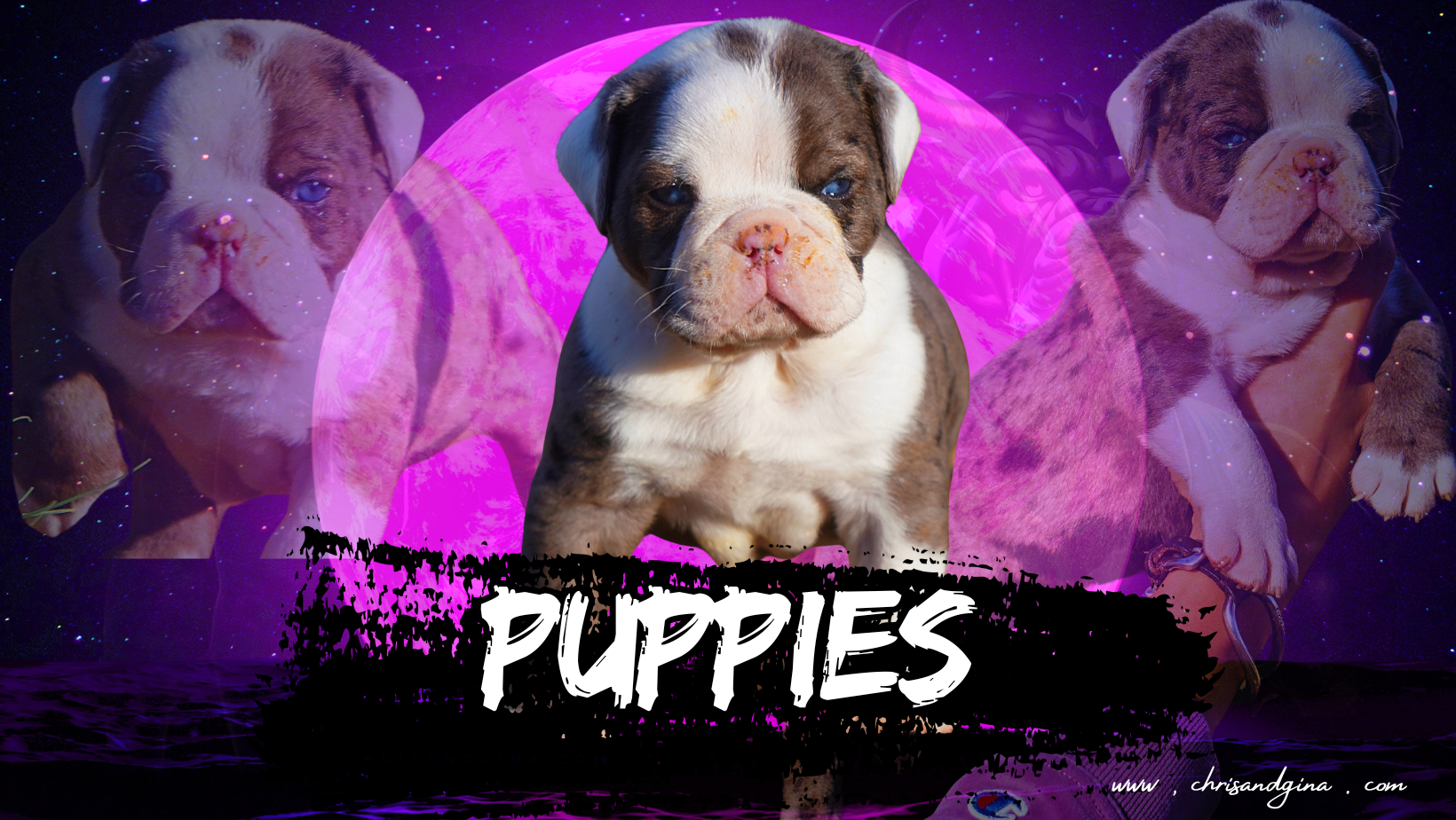 puppies.png