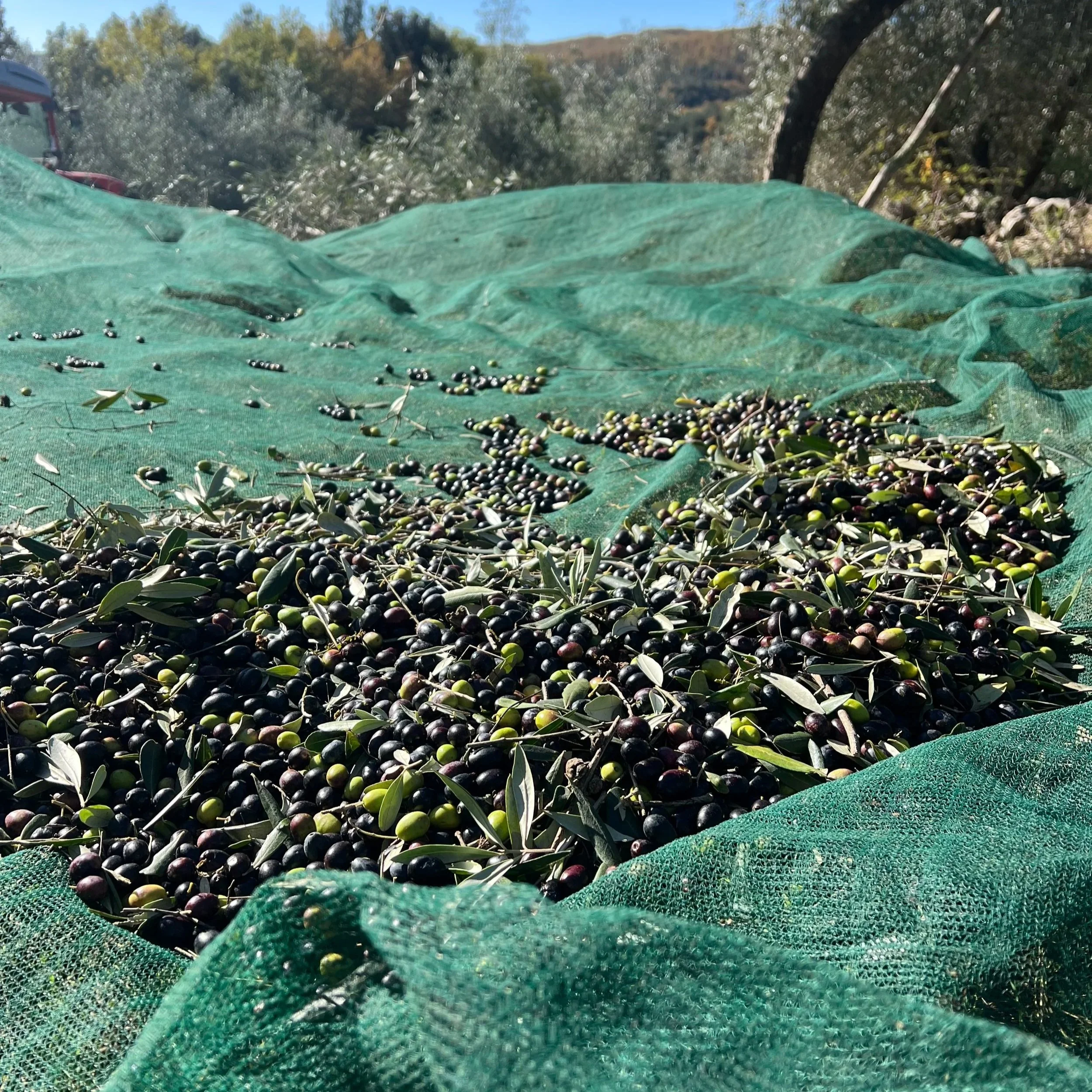 BODY. Top 3 Tips for Olive Oil.