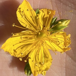 MIND. St. John’s Wort: Friend or Foe?