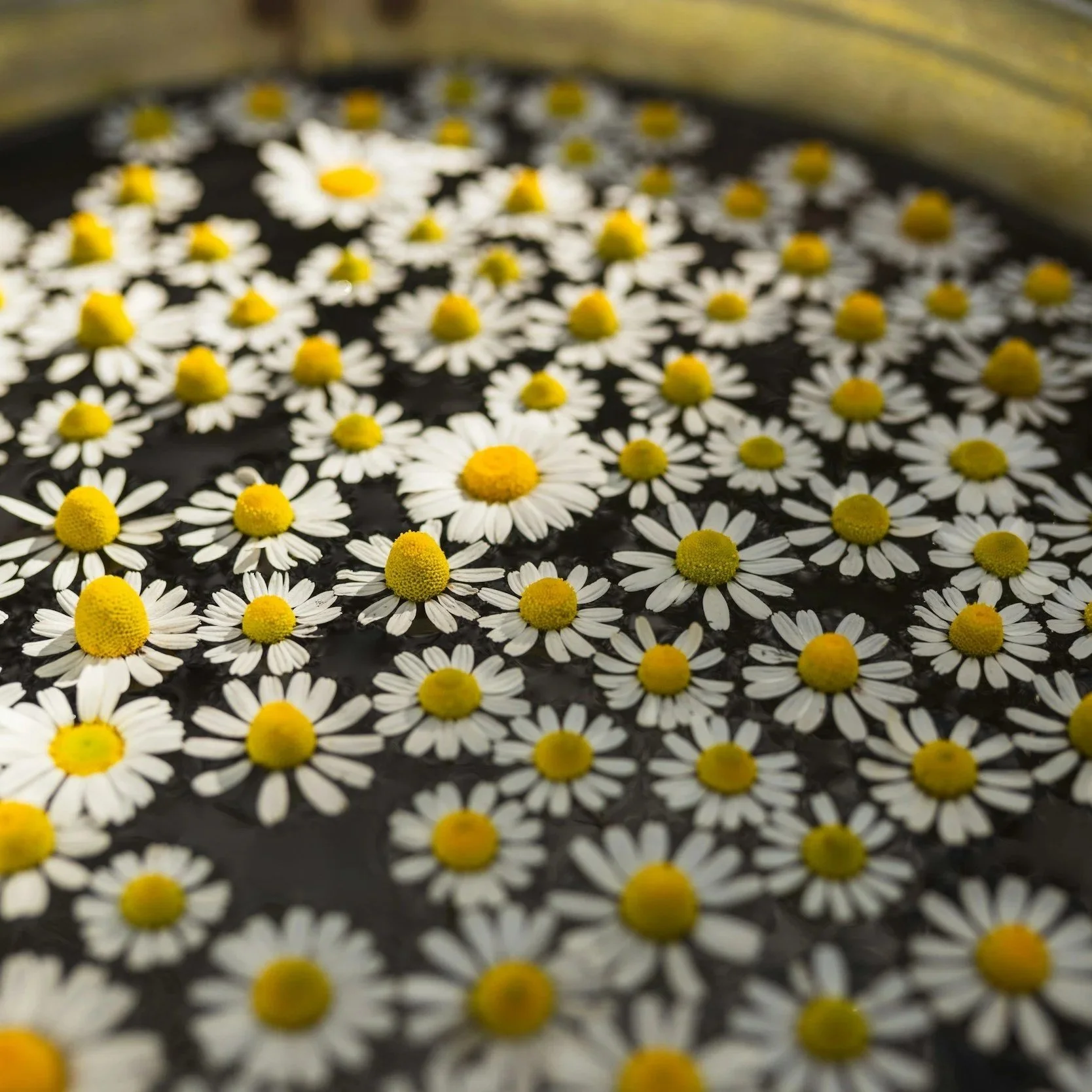 SOUL. A Deeper Way to Work With Plants. 