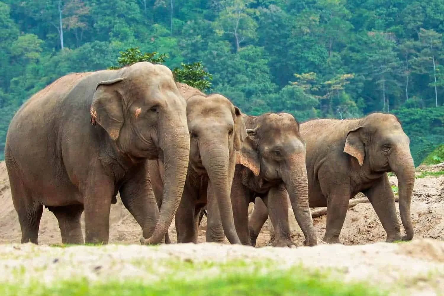 A group of four elephants walking on a dirt path with a green forest in the background.