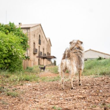 A scruffy dog standing on a dirt path in a rural area with houses and trees in the background.