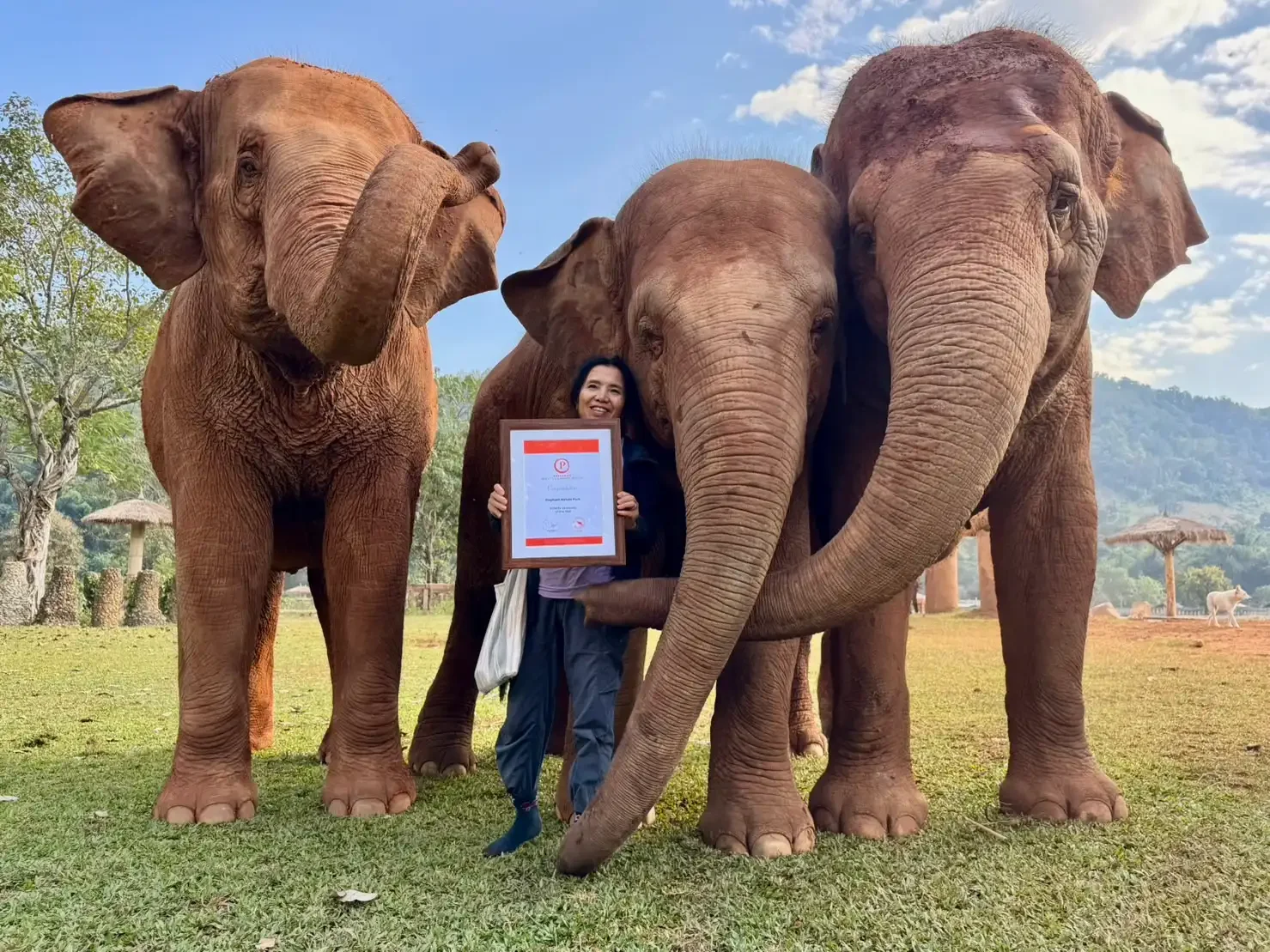 A woman standing with three elephants outdoors, holding a framed certificate, with trees and hills in the background.