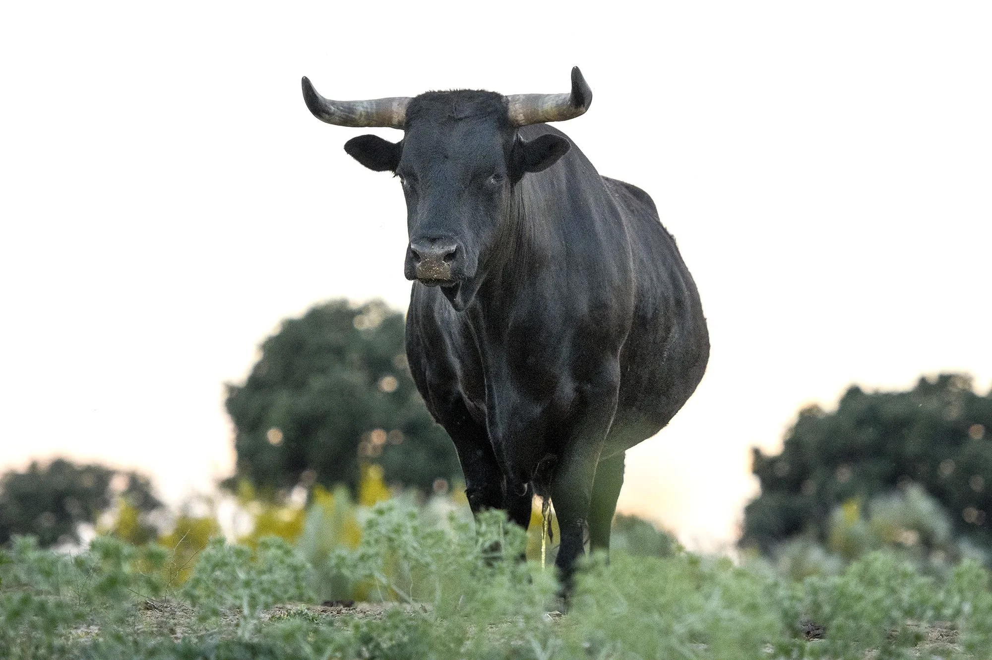 A black cow with curved horns standing on green grass with blurred trees and sky in the background.