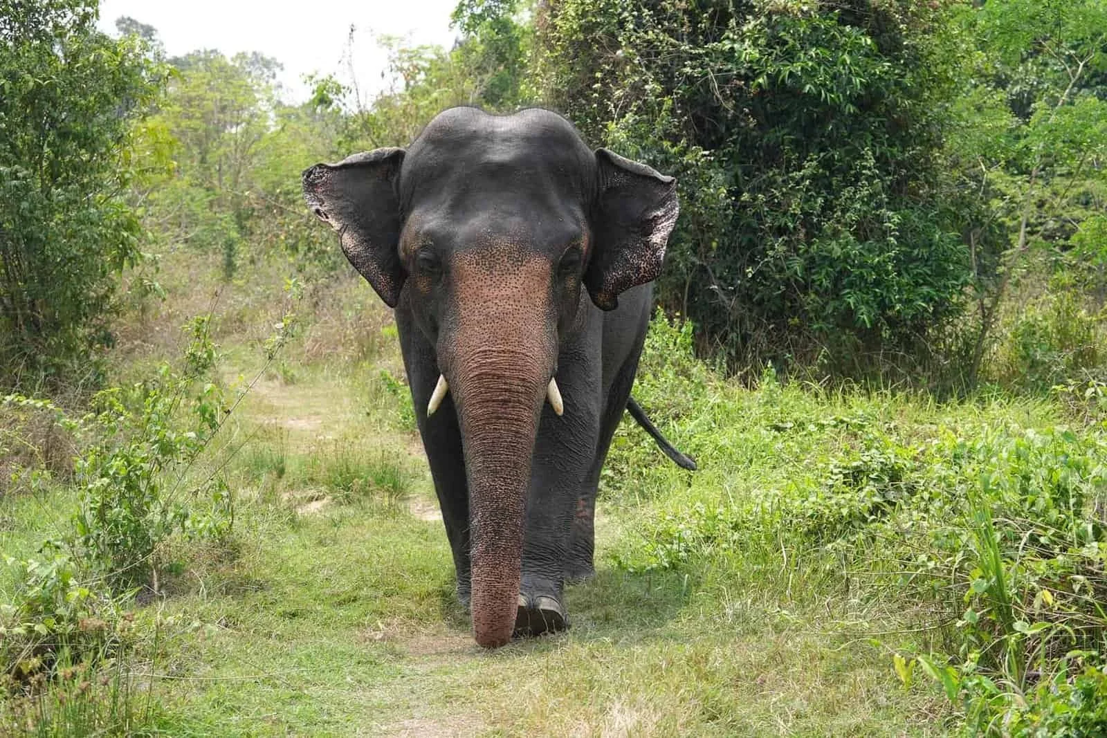 An adult elephant walking on a dirt path surrounded by green bushes and trees in a natural environment.