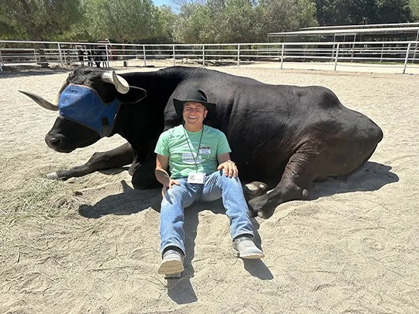 A person sitting on the ground in front of a large, black cow with a blue eye mask, in an outdoor pen with fencing and trees in the background.