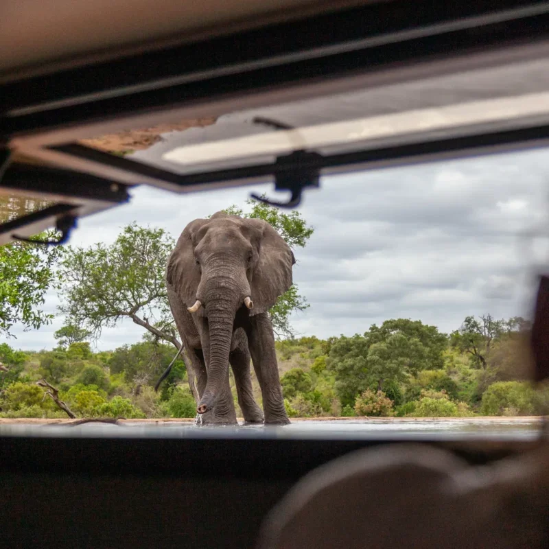 Photo of an elephant as viewed from inside a vehicle, with the vehicle's window frame visible at the top and bottom of the image, and open landscape with trees in the background.