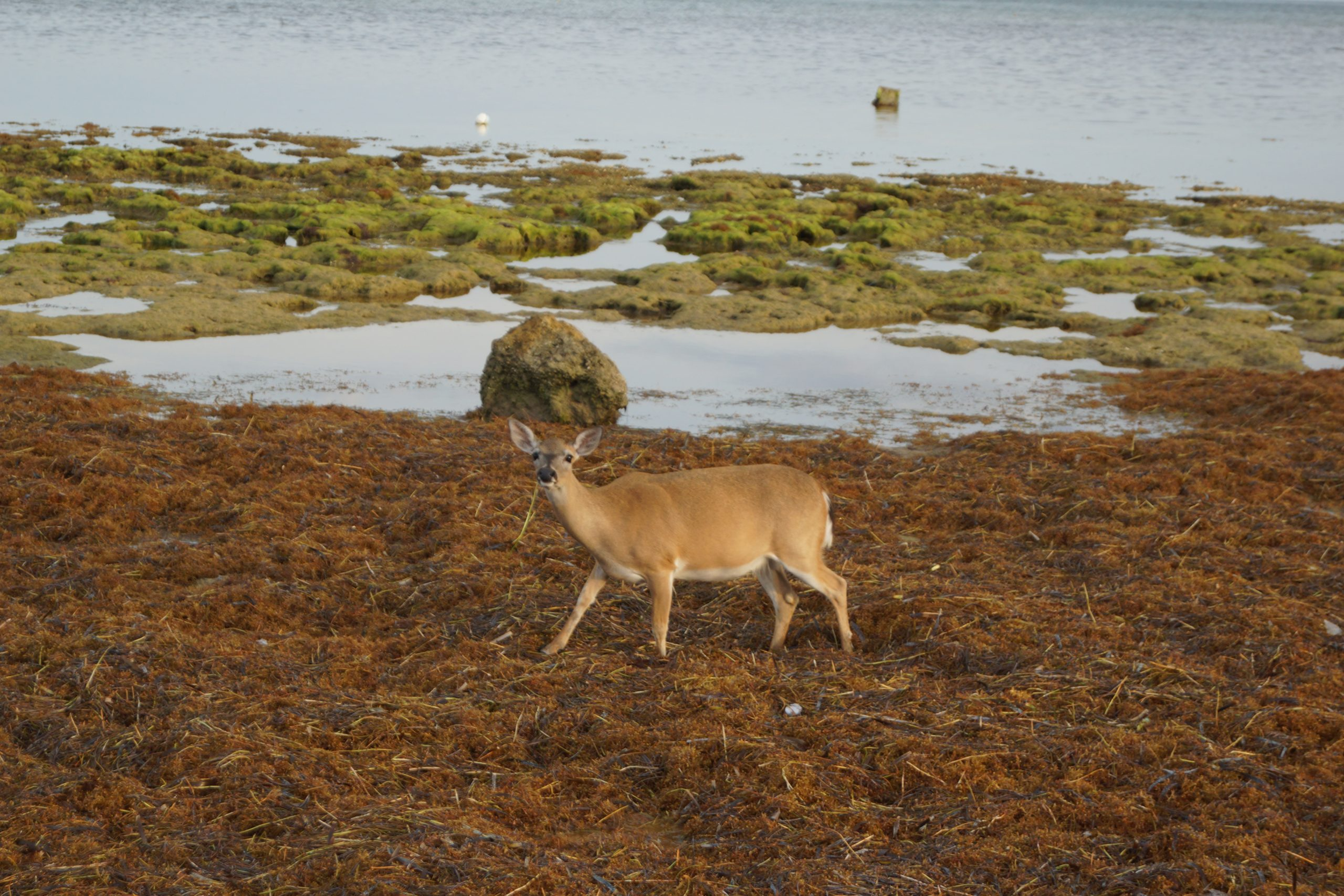 A deer standing on brown seaweed near a rocky shoreline with patches of water and green moss-covered rocks