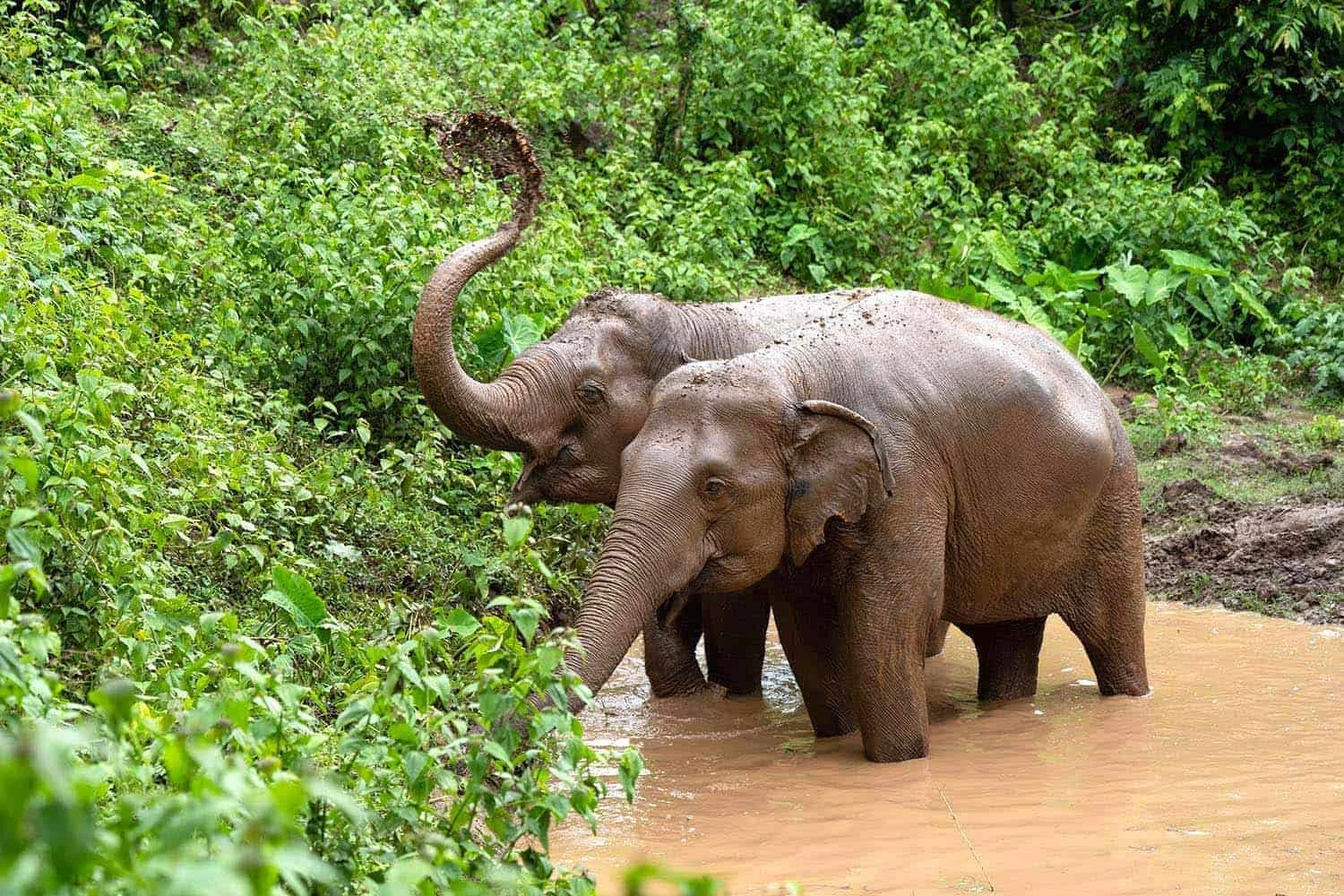 Two elephants standing in a muddy water area surrounded by lush green foliage.