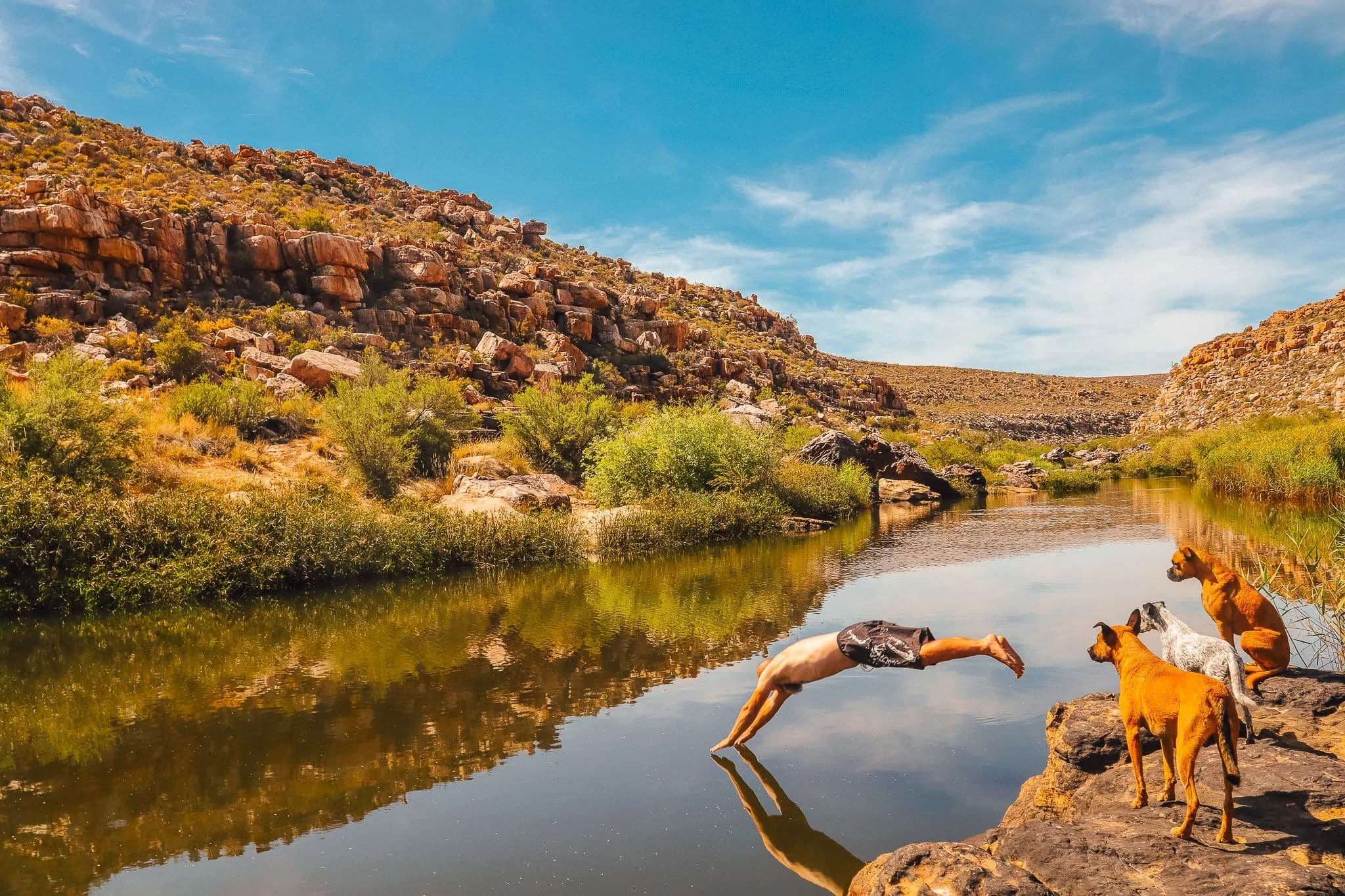 Dogs drinking water from a river in a desert landscape with rocky hills and blue sky.