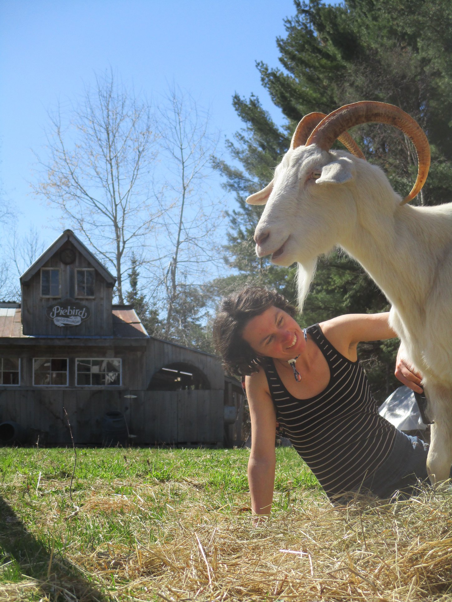 Woman smiling on the ground with a goat with large curved horns, standing outside in front of a barn with a sign that reads 'Piebird' on a sunny day.