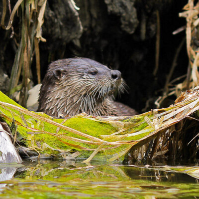 An otter resting on a log in a wetland surrounded by reeds and water.