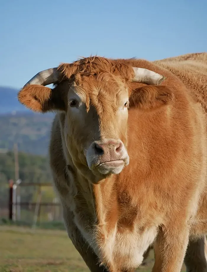 Close-up of a brown cow standing in a field on a sunny day with a blue sky background.