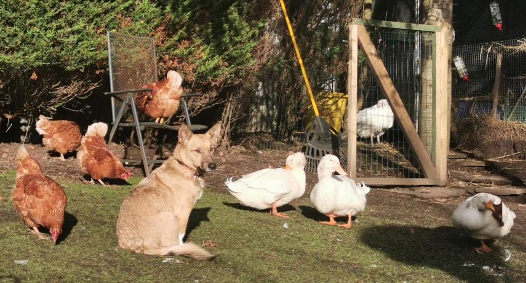 A dog sitting on grass surrounded by chickens and ducks in a backyard, with a small chicken coop and fencing in the background.