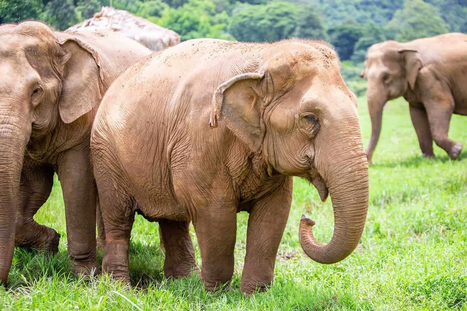 A group of elephants walking on lush green grass in a natural setting with trees in the background.