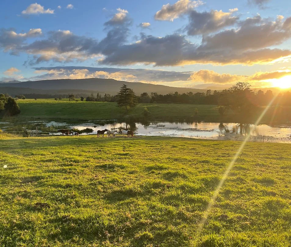 Sunset over a grassy field with horses grazing near a pond, mountains in the background, and clouds in the sky.