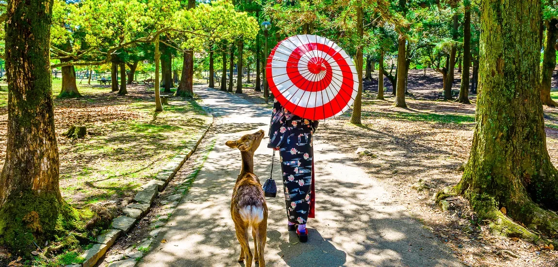 A person in a kimono holding a red and white striped parasol walking a deer through a wooded park.