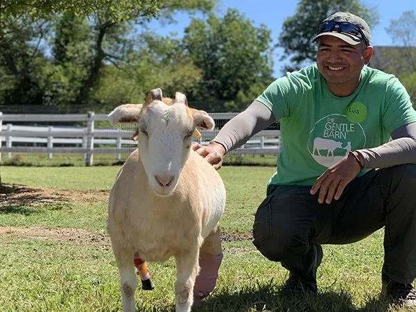 A smiling person kneeling next to a white goat in a fenced outdoor area, with green trees and a blue sky in the background.