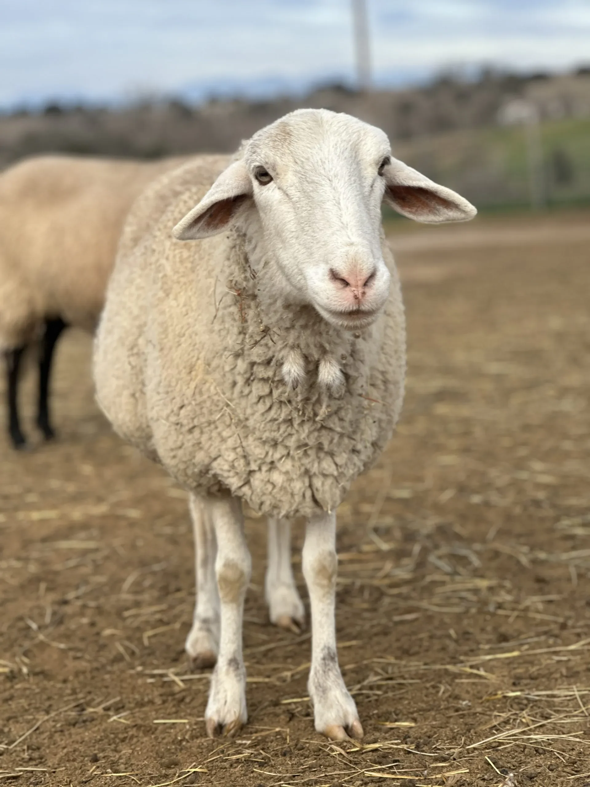 A sheep standing on dirt ground, looking at the camera with a slightly tilted head, with a blurred background of an outdoor farm area.