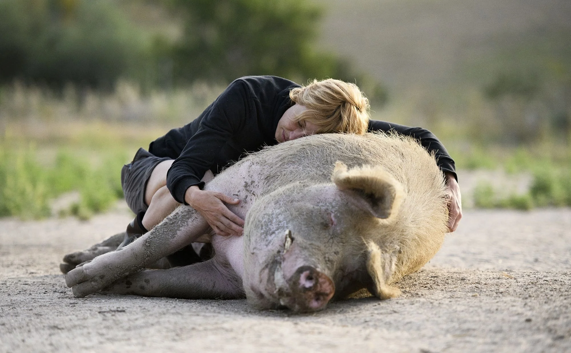 A woman lying on the ground embracing a large pig with light pink skin and white hair, with green trees in the blurred background.