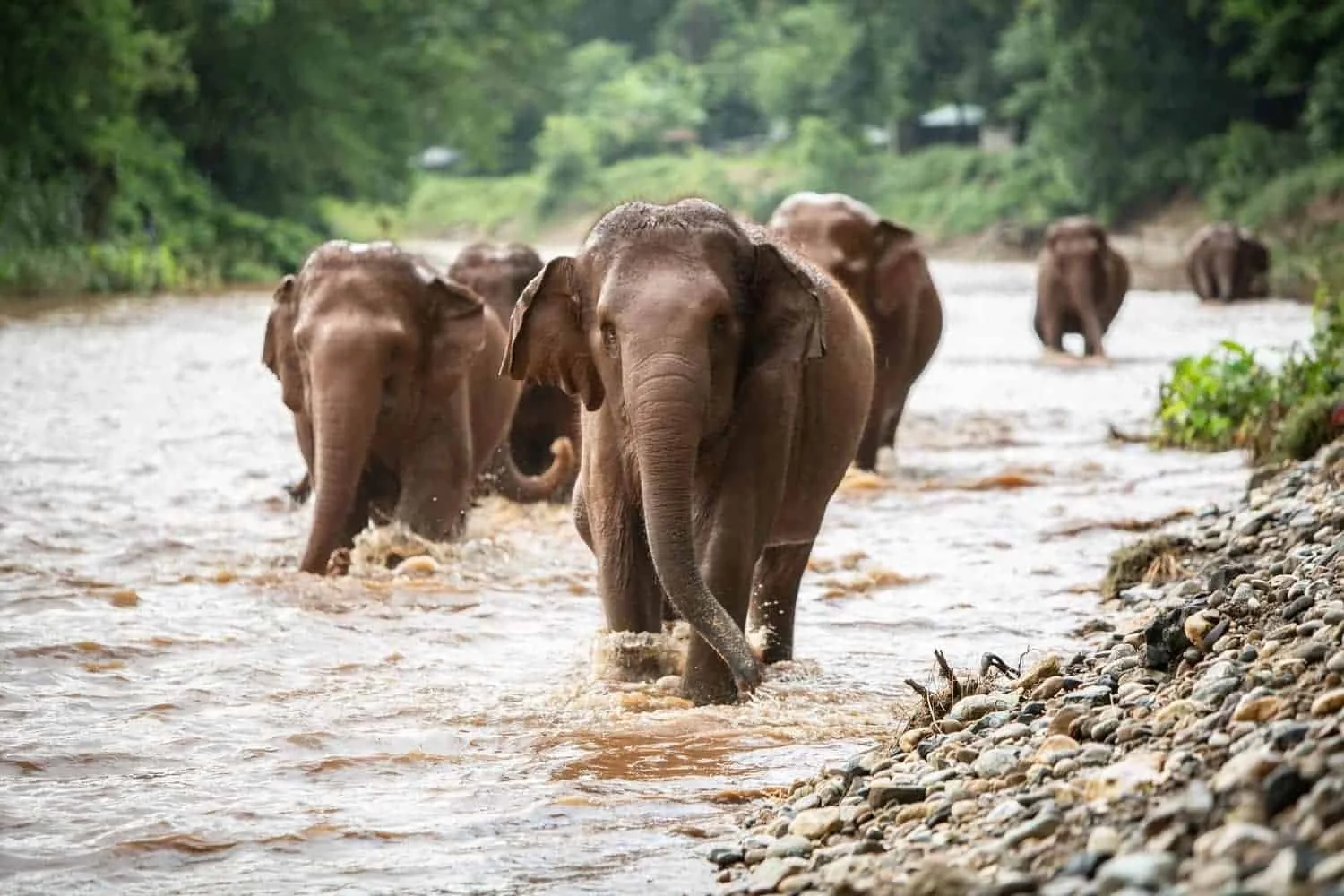 Group of elephants walking through a shallow river in a lush, green forested area.