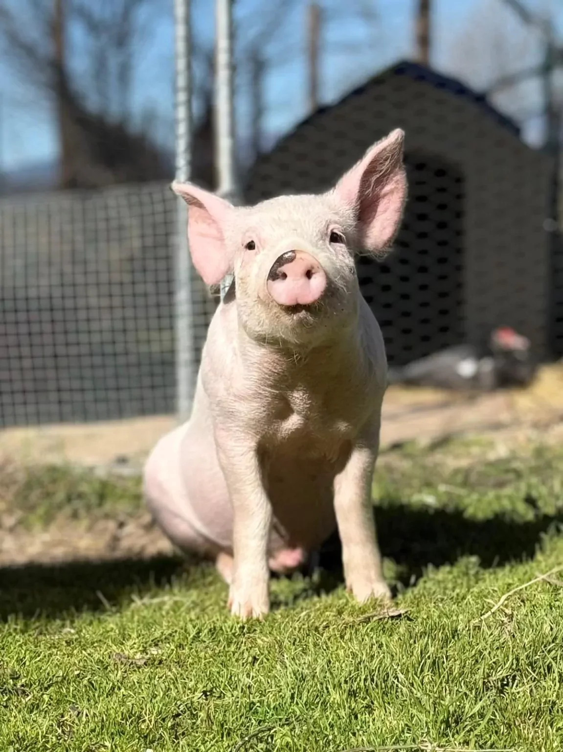 Young piglet sitting on green grass with a backyard fence and chicken coop in the background.