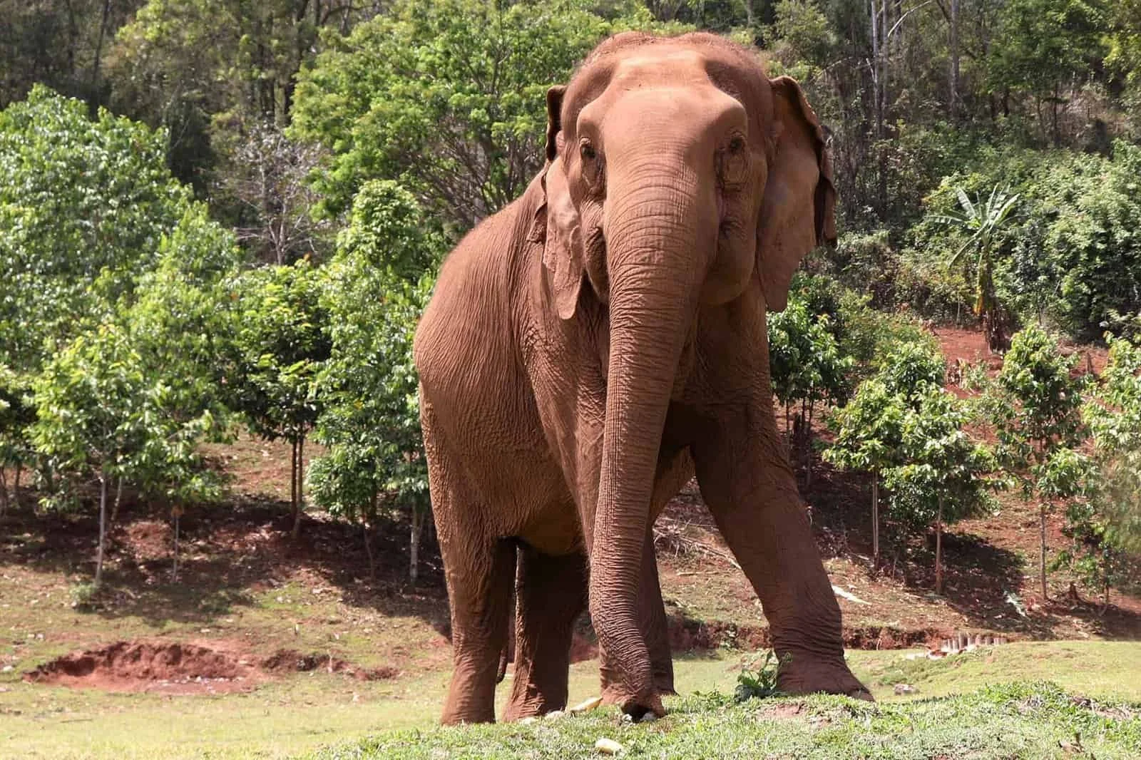 A large adult elephant walking on grassy terrain surrounded by green trees and shrubs.