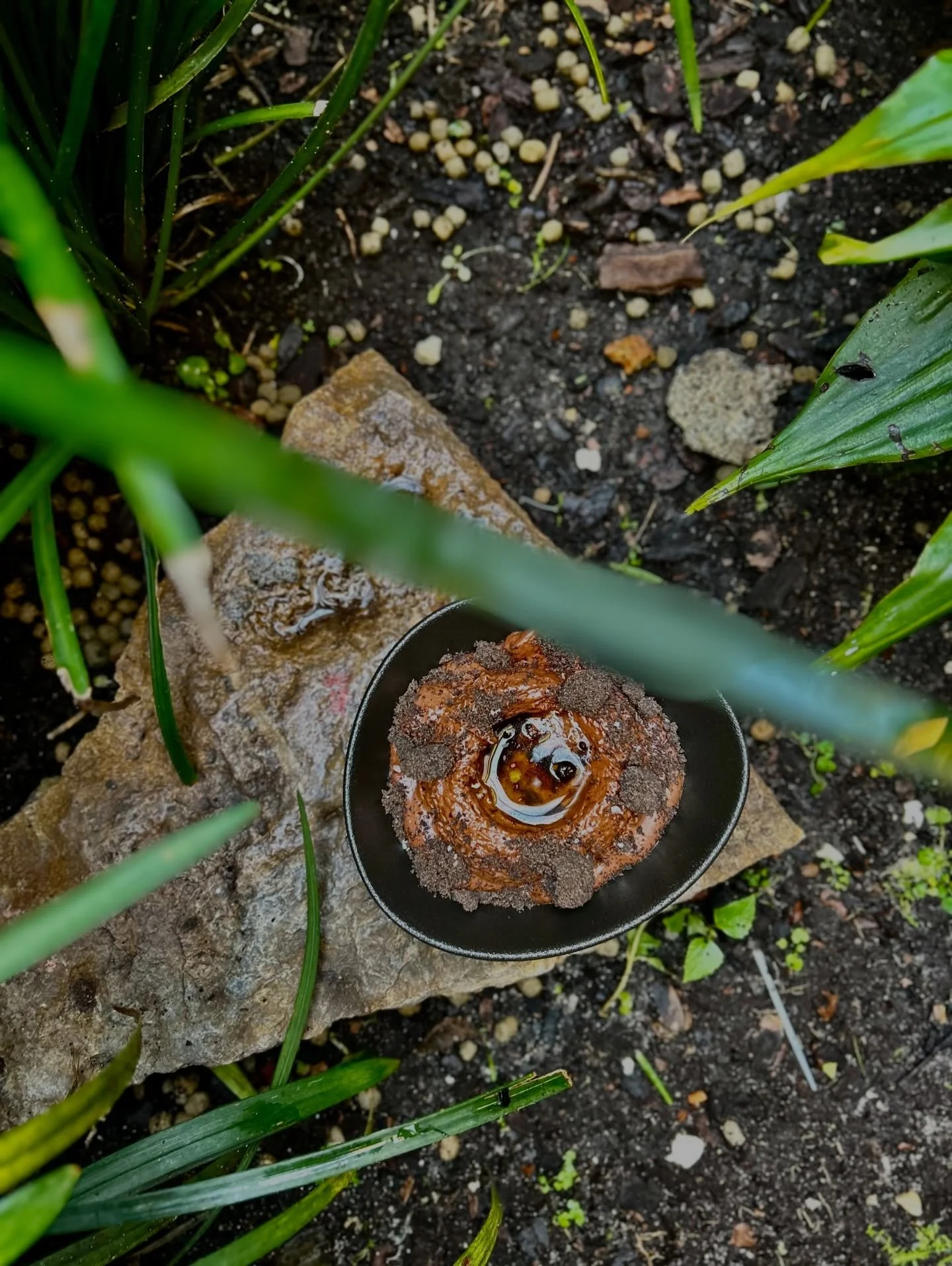 A small black container holding a large mushroom or fungi covered in soil or dirt, placed on a piece of wood surrounded by green plants and soil.