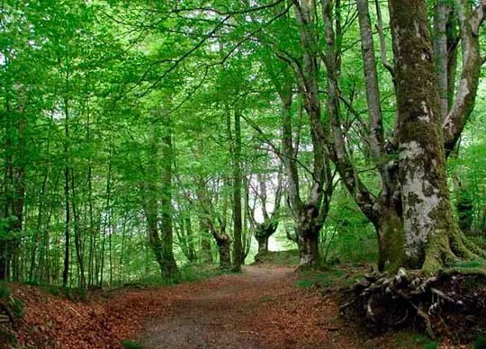 parque_navarra_señorio_de_bertiz-1-3144949227.jpg