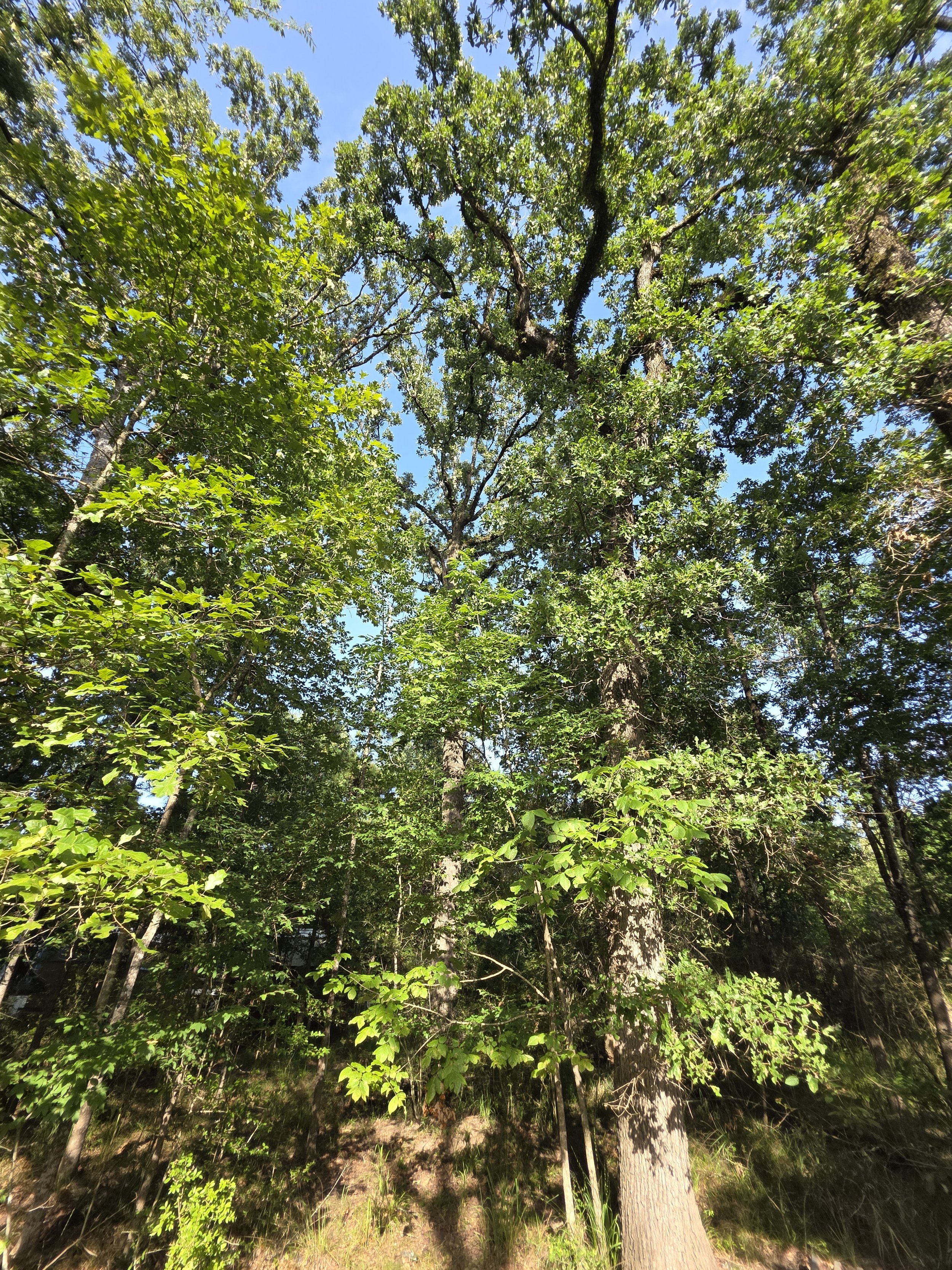 20250710_180738.jpg