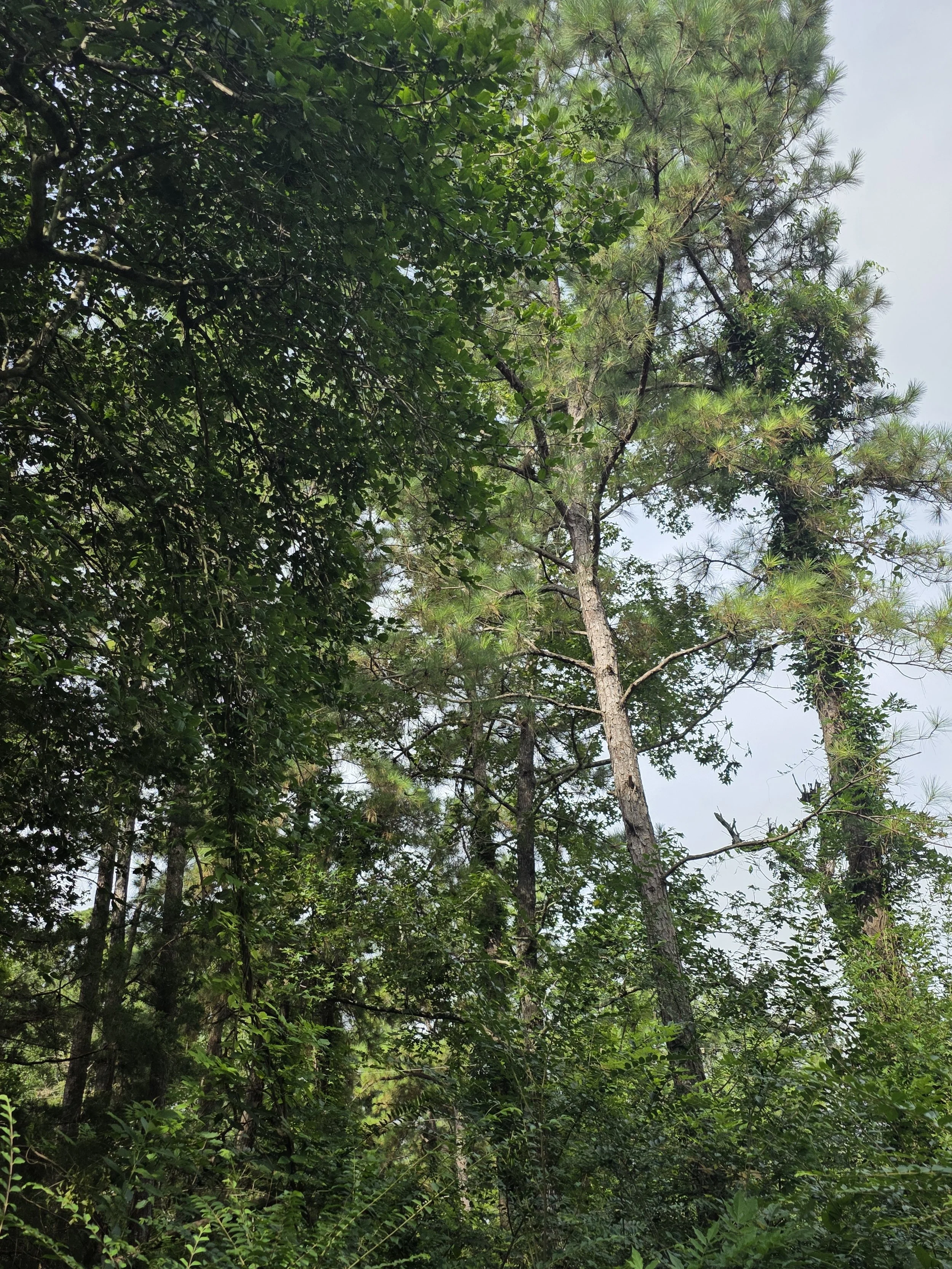 20250717_094015.jpg