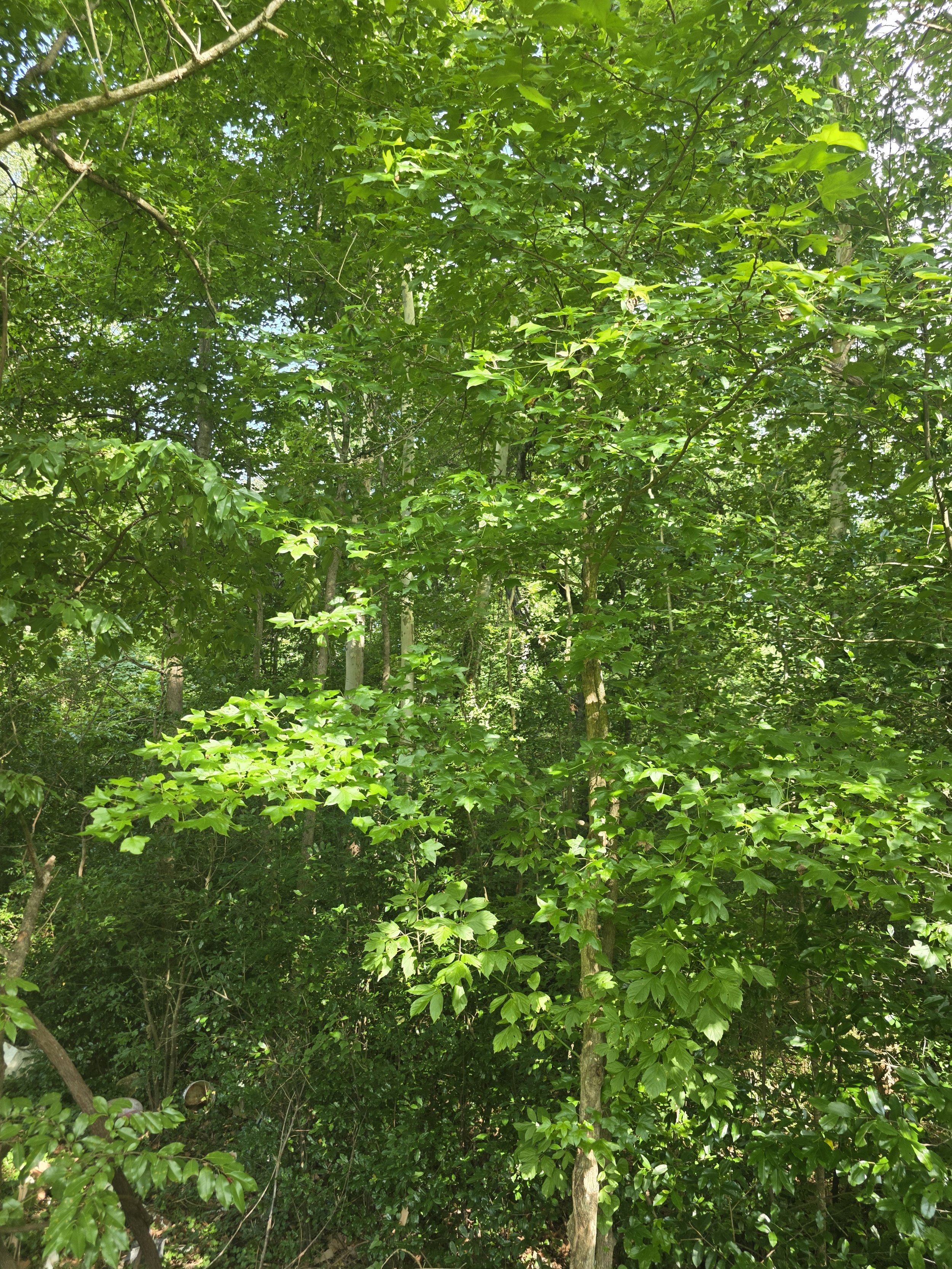 20250619_173336.jpg