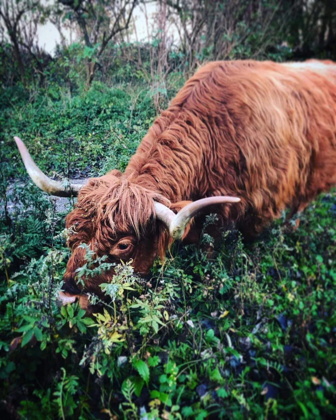 Since when did the Netherlands have highland cows? #GoHomeYoureDrunk
.
.
.
.
.
 #animallovers #animalpolis #animalsofinstagram #igscwildlife #animales #exclusive_animals #wildlifephoto #wildlifeaddicts #wildlifephotography #animalworld #awesomeglobe 