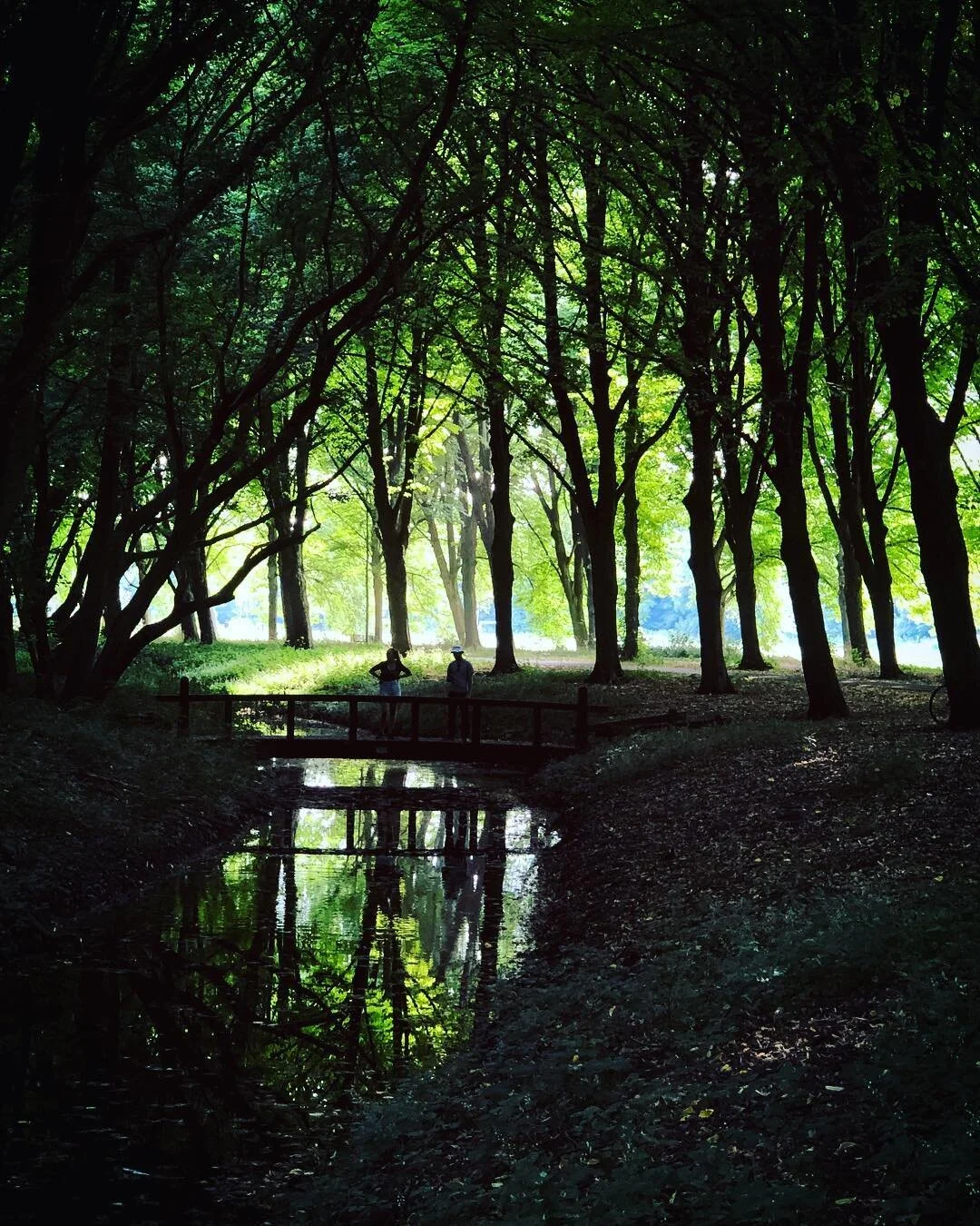 Forest-bathing
.
.
.
.
.
 #naturephoto #watchthisinstagood #artofvisuals #awesome_earthpix #landscape_captures #rsa_rural #natureaddict #nature_wizards #awesomeearth #naturediversity #ourplanetdaily #earth_deluxe #instanaturelover #nature_prefection 