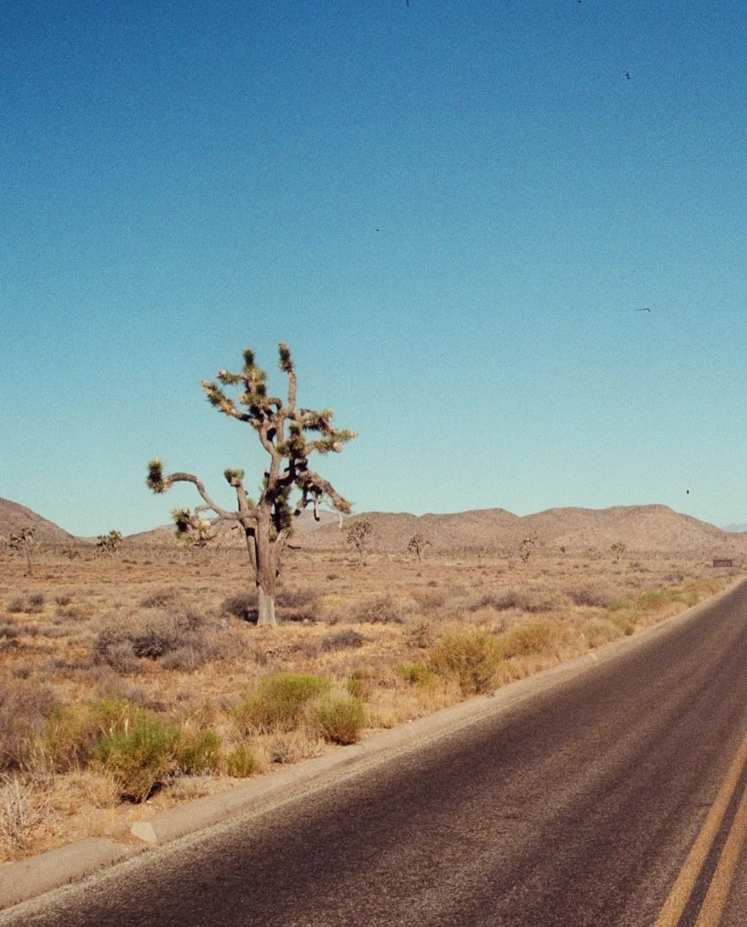 a rollin&rsquo; stone gathers no moss

#35mm