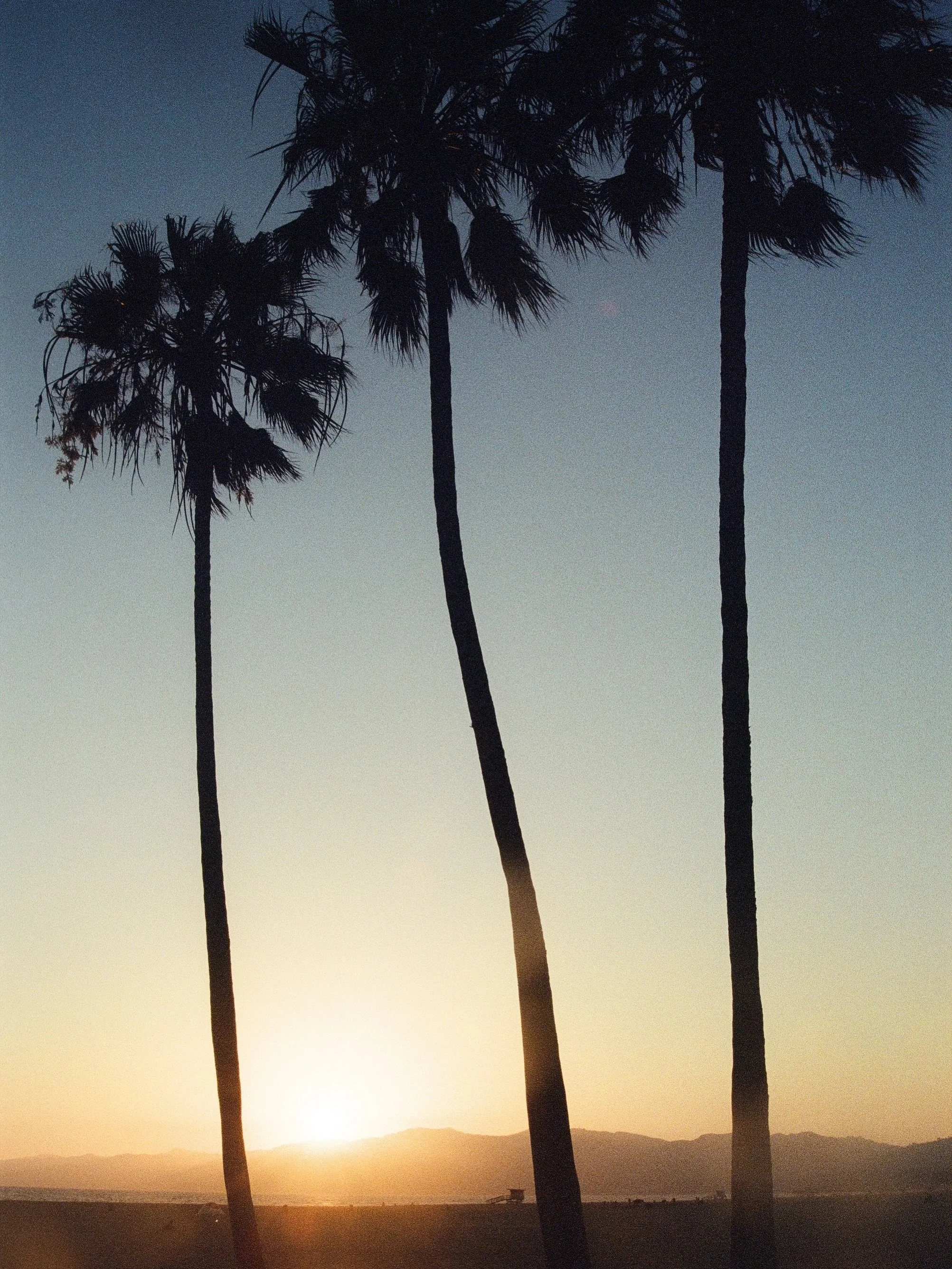 life, liberty, and the pursuit of in-n-out

#35mm