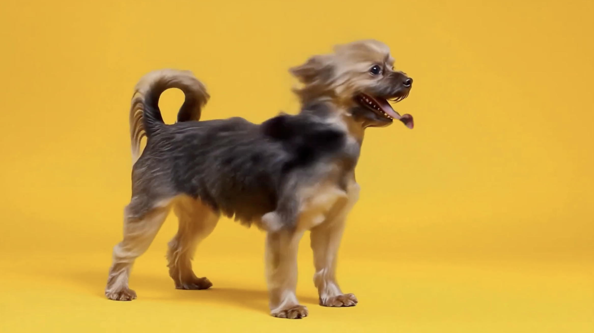 Pedigree | BreezeBoards