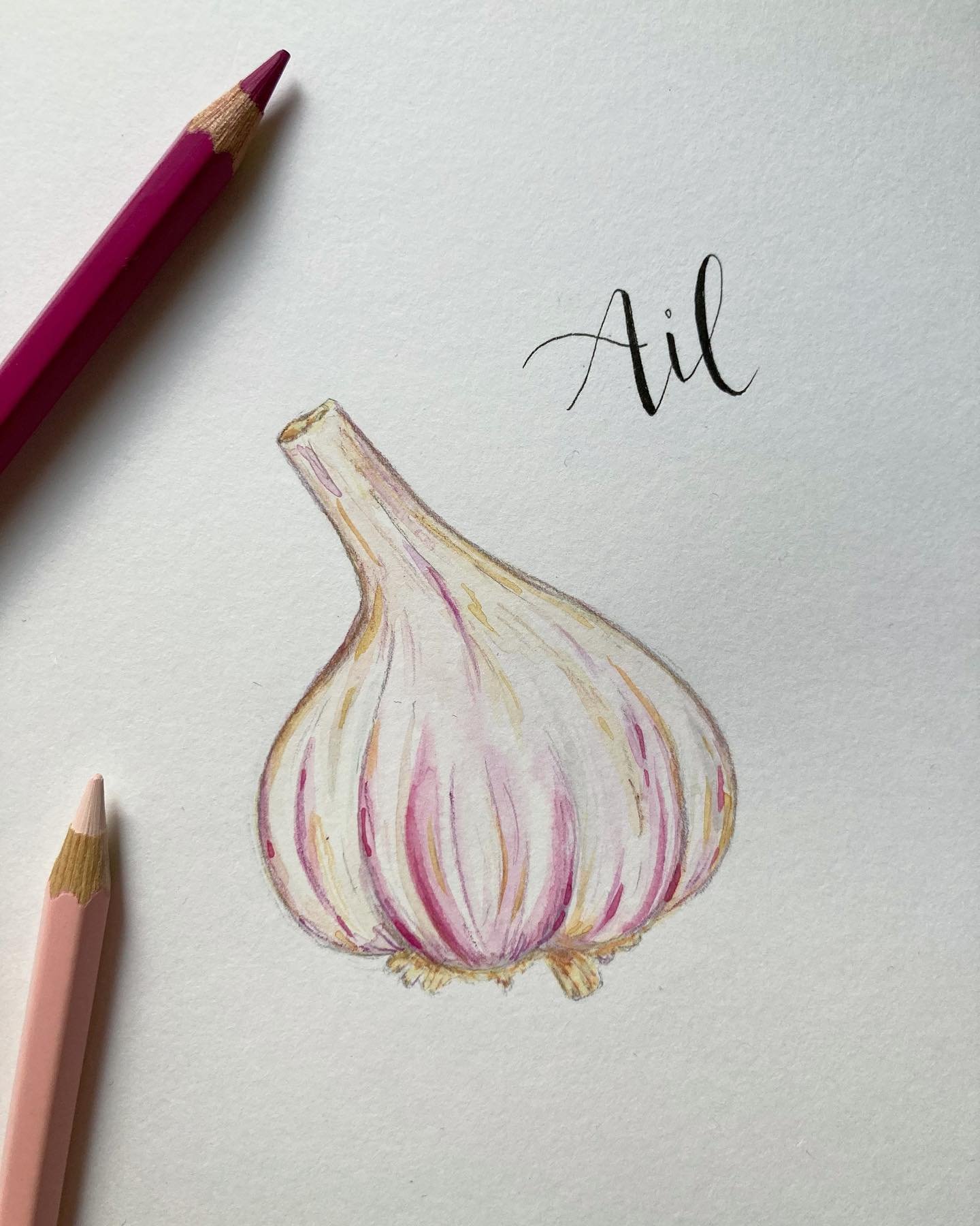 Starting a new project to learn seasonal veggies and fruits for Switzerland and countries around. And the first to be illustrated🥁: garlic! 🧄 
Garlic is available the whooole year! Which could turn out to be pretty useful if we ever have to fight v